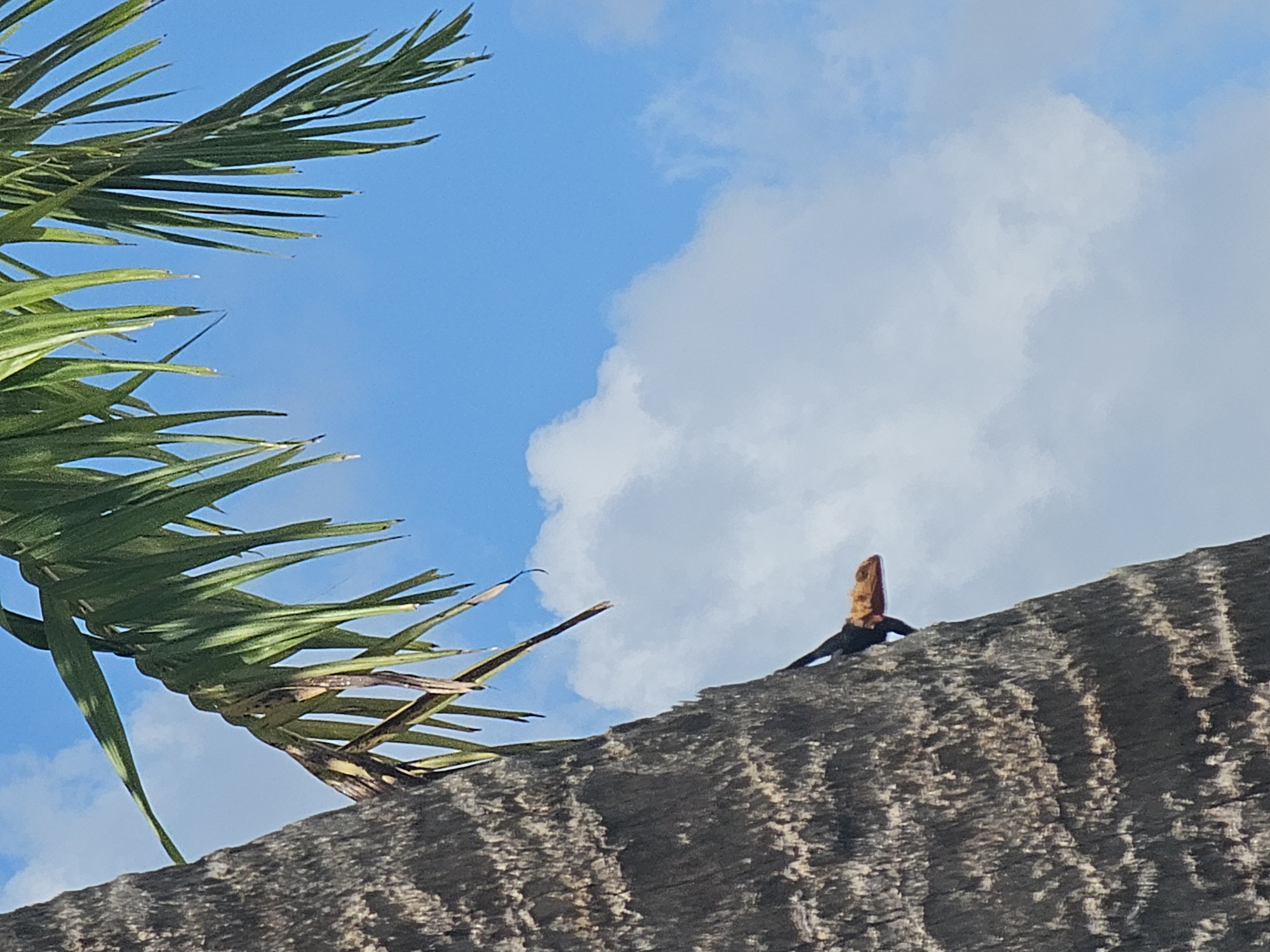 A low-angle shot shows a section of a palm tree trunk, featuring a bright blue sky with scattered white clouds in the background. Palm fronds extend from the left side of the trunk, reaching toward the sky. A male Oriental Garden Lizard (Calotes versicolor) is perched on the trunk.