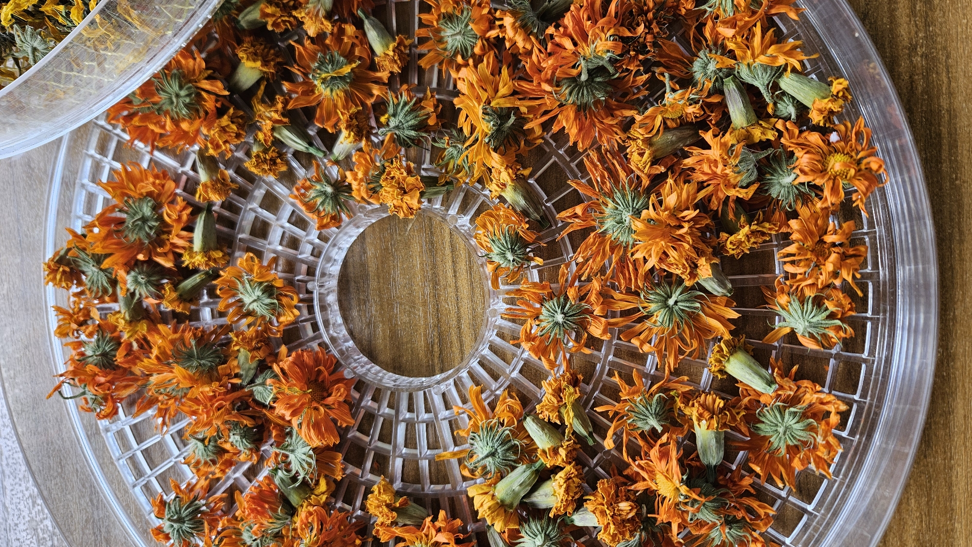 The image shows a clear plastic tray filled with dried marigold flowers. The tray is round and has a grid-like pattern with a circular opening in the center. The marigold flowers are predominantly orange with some green calyxes visible. They are scattered unevenly across the tray. In the upper right corner, a small portion of a clear plastic container, also holding dried flowers (appearing yellow and orange), is visible. The tray rests on a wooden surface. The scene is brightly lit, suggesting it is indoors or outdoors with ample natural light. There are no people or animals present. The image appears to be a close-up shot, focusing on the marigold flowers and the drying tray. The background is blurred, emphasizing the subject. The location is Kapūņi, Latvia.