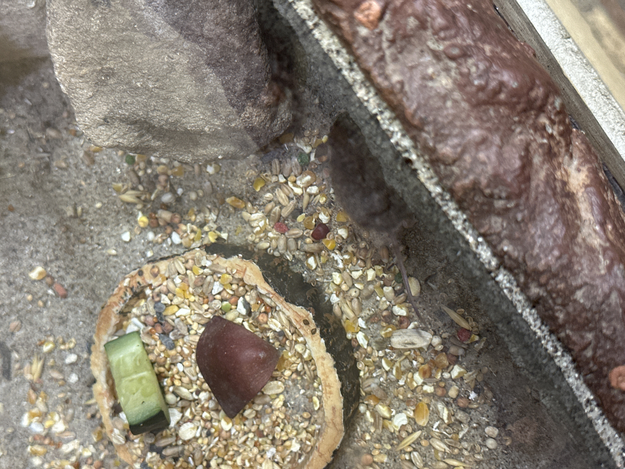 The image depicts a close-up view inside what appears to be an animal enclosure, possibly a terrarium or similar habitat. The surface is covered in a layer of sand or fine gravel mixed with seeds and other particulate matter, likely food for small animals. There is a shallow, ring-shaped dish containing a mixture of seeds and two pieces of food: a rectangular piece of green vegetable and a dark red triangular piece. A large rock is located in the upper left corner of the image, and a textured brown object is situated along the right edge. The scene appears enclosed by a concrete or similar material. There are no visible people or animals. The location in Wrocław, Poland is not evident from the image.