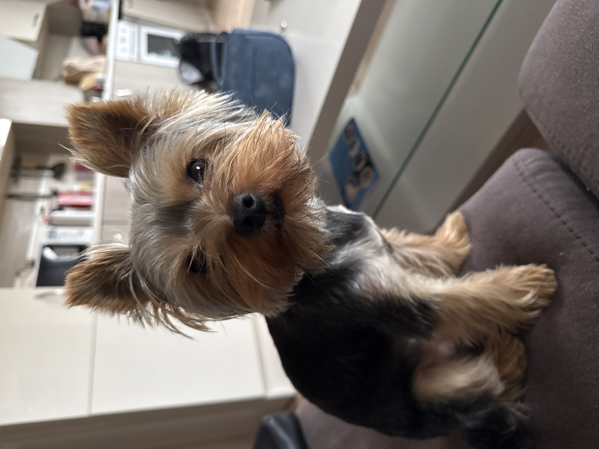 A Yorkshire Terrier is sitting on a brown upholstered chair. The dog has black and tan fur and a black nose. The background shows a kitchen area with white cabinets and appliances. The image suggests an indoor setting, likely a home. There is no information to indicate this photo was taken in Varna, Bulgaria.