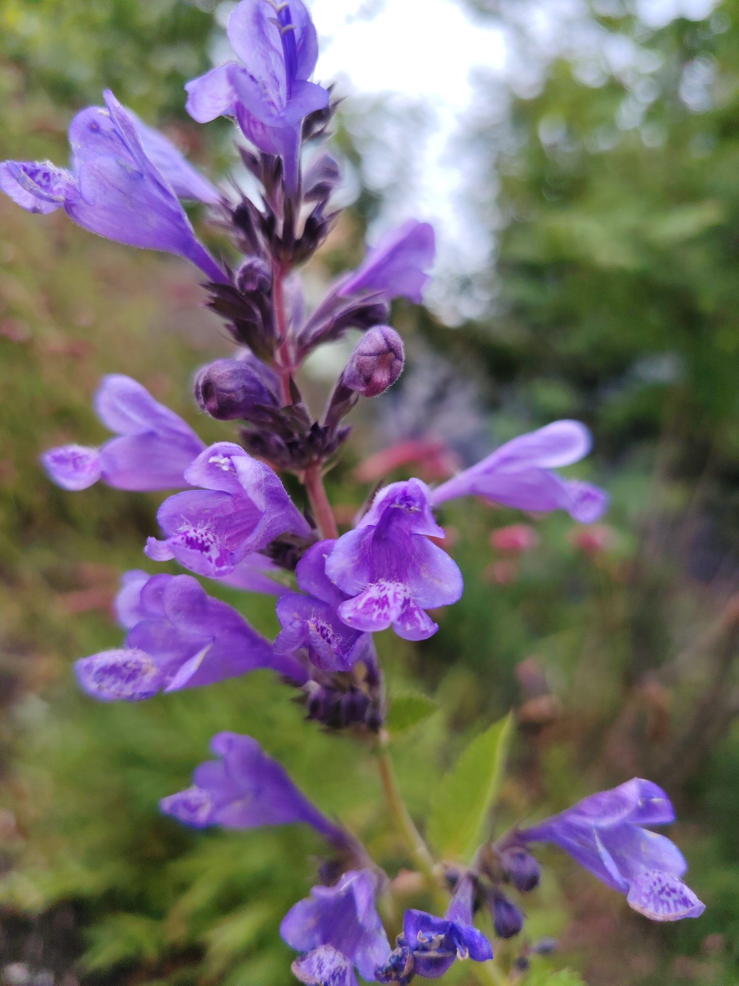 A close-up, eye-level, portrait-oriented photograph captures a stalk of purple flowers in bloom. The flowers are small, tubular, and arranged in a vertical cluster, with some buds still closed at the top. The background is softly blurred, displaying a mix of green foliage and hints of light, suggesting an outdoor setting, possibly a garden or park in Zelenograd, Russia. There are no people or animals visible in the image. The focus is entirely on the detailed texture and vibrant color of the flowers, with the upper portion of the stalk appearing darker and more textured than the delicate petals.