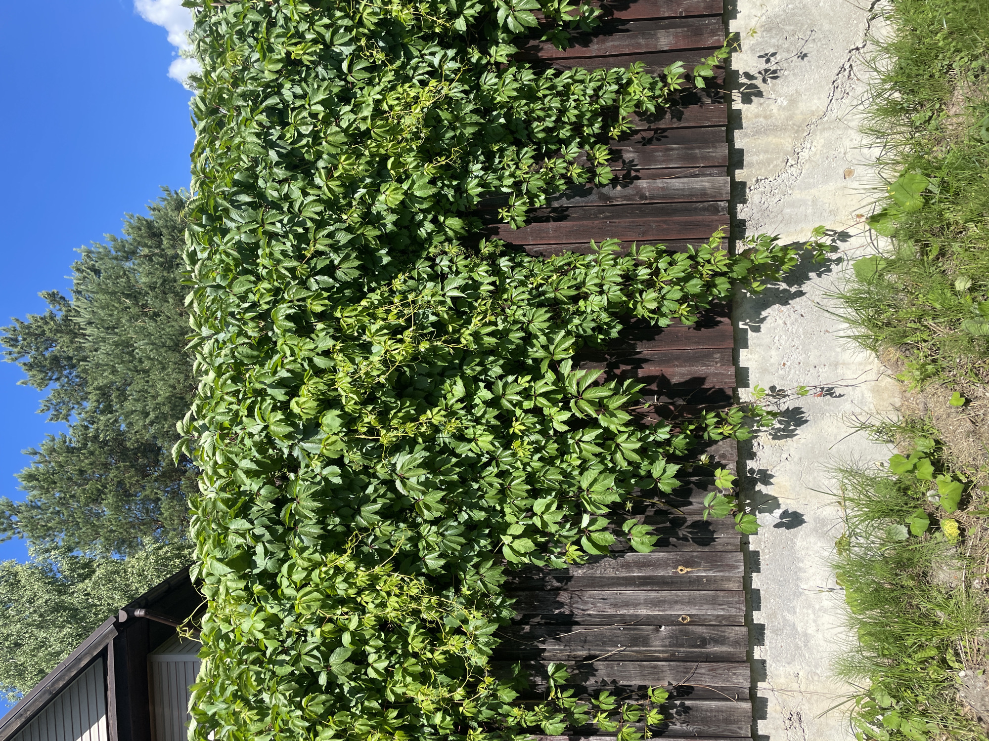 A wooden fence covered in lush green ivy is situated in the city of Турово, Russia. The fence is dark brown and weathered, with vertical wooden planks. A concrete foundation runs along the bottom of the fence, with the ivy cascading down over it. In front of the fence, there is a patch of green grass and some dry soil. The sky above is a clear blue, with a few white clouds visible. Trees and the corner of a house can be seen in the background. The lighting suggests it is daytime, with shadows cast by the ivy onto the fence and concrete. There are no people or animals present in the image.
