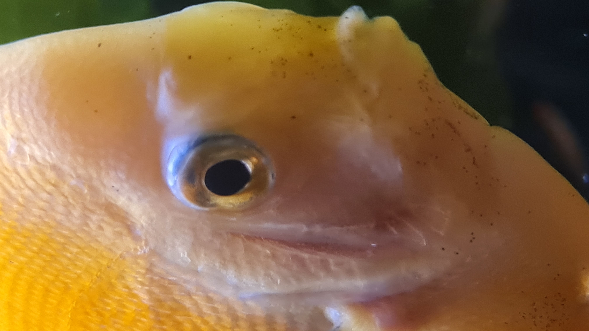 A close-up, horizontal shot focuses on the head and upper body of a bright yellow or orange fish, likely an ornamental species, within an aquarium environment. The fish's left eye is prominent near the center, featuring a dark, round pupil encircled by a metallic, silvery-gold iris. Below the eye, a small, slightly agape mouth reveals a reddish-pink interior. The fish's skin is smooth, with subtle scale patterns visible on the lower left side of its body.
A distinctive feature is the presence of numerous small, dark brown or black specks scattered across the fish's head and upper back, resembling freckles. These are particularly concentrated on the forehead and along the ridge of its dorsal area, where a portion of an irregularly shaped fin is visible at the top. The background is softly blurred, displaying indistinct green and dark tones, suggesting aquatic plants or the interior of a tank. The fish is stationary, and no specific activity is captured. There is no visible text. This image was taken in the Lachish Regional Council, Israel.