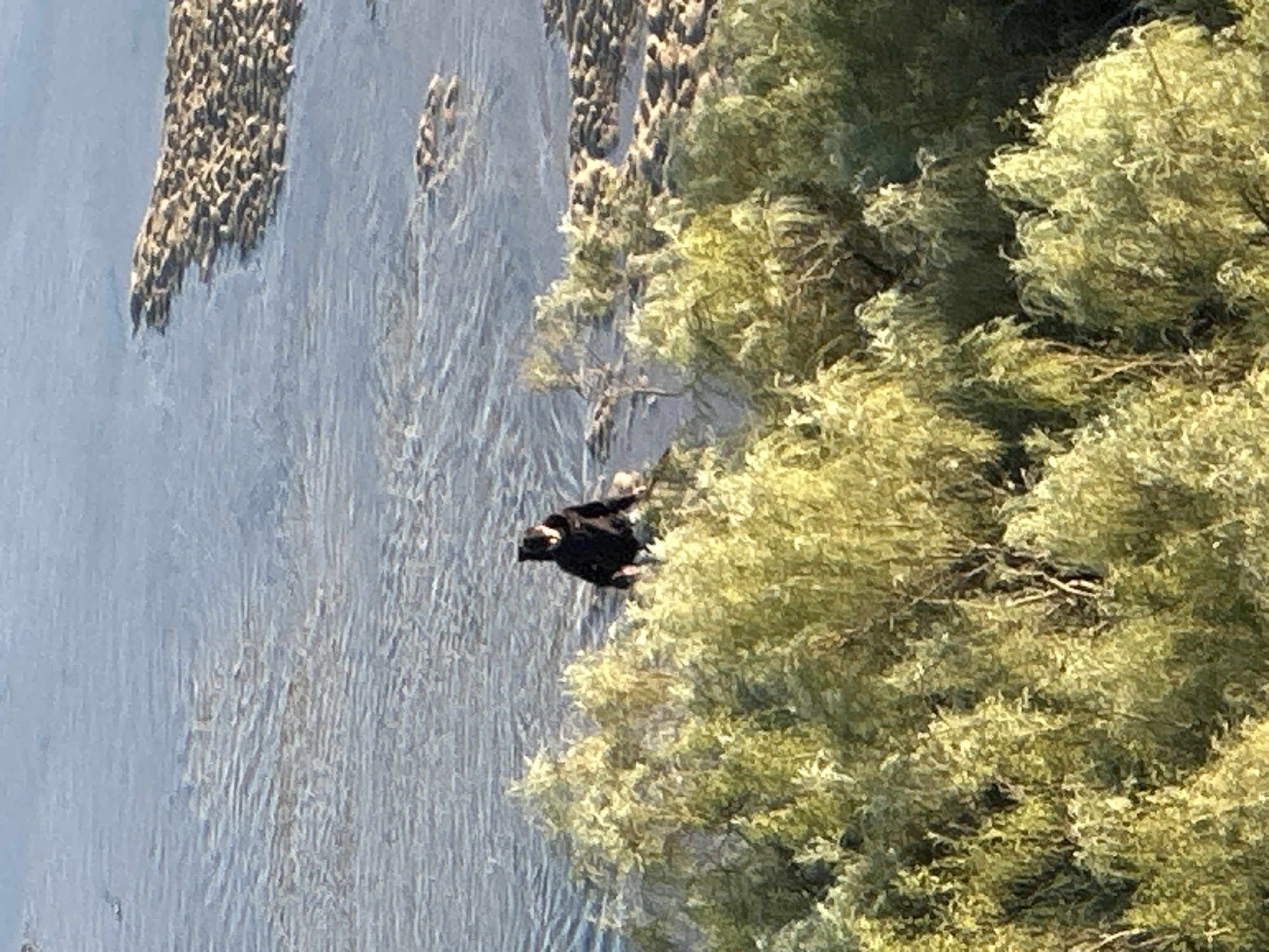 A black bird is perched on a tree branch near the water. The image is taken in Vila Real de Santo António, Portugal. The environment includes water, trees, and branches.