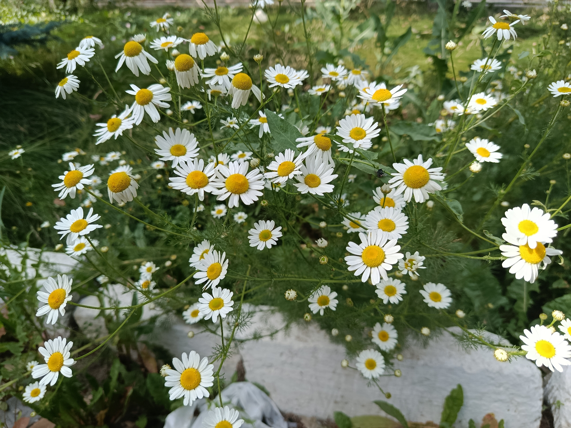 This image shows a close-up of a cluster of wild daisies in bloom, with their white petals and yellow centers. The flowers are arranged in a natural, uncultivated setting, with green foliage and some rough-textured, light-colored rocks visible in the foreground and background. The daisies are at various stages of bloom, with some fully open and others in bud. The overall impression is one of natural beauty and growth. The specific location in Karakol City, Kyrgyzstan is not discernible from the image itself.