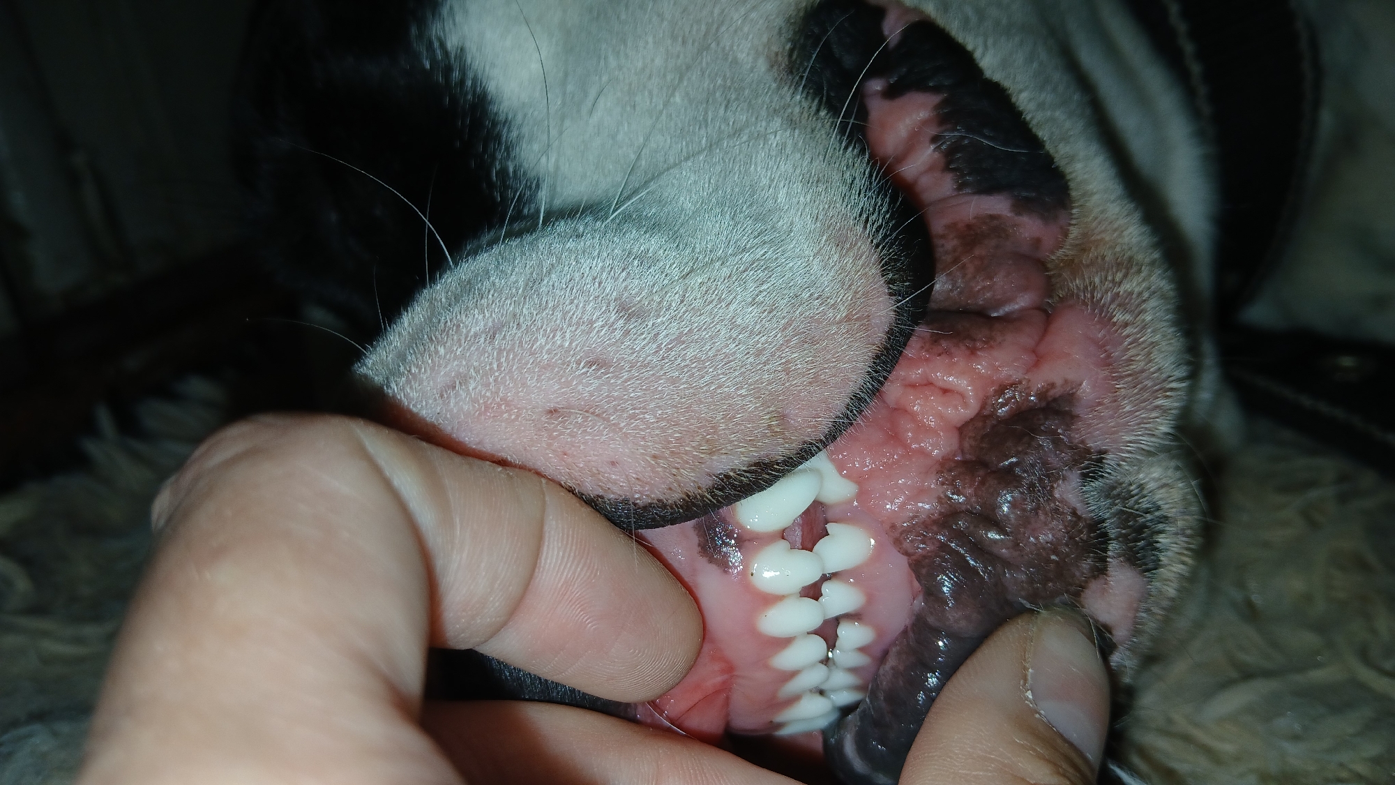 Close-up view of a dog's mouth being held open by a human hand, revealing teeth, gums, and internal mouth features. The dog appears to be white and black. The background is out of focus and features what looks like animal fur. There is no indication of the location or any city.