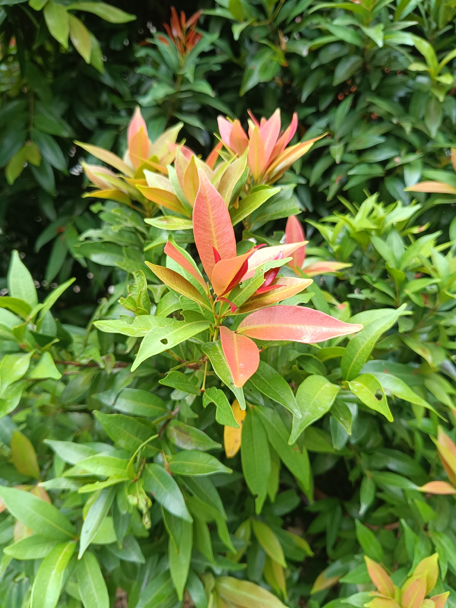 The image captures a vibrant close-up of a leafy plant, likely a shrub or small tree, characterized by its striking red new foliage amidst mature green leaves. The plant's young leaves are a bright reddish-orange, gradually transitioning to a lighter green and then to a rich, darker green as they mature. This differential coloration suggests a species such as *Syzygium myrtifolium*, commonly known for its red-tipped new growth.
The primary subject is a cluster of these colorful leaves, positioned centrally and in sharp focus. Behind and around this central cluster, a dense backdrop of similar green foliage is softly blurred, creating a shallow depth of field that highlights the fresh, red leaves. Several green leaves show minor signs of damage, such as small holes, possibly from insects.
The lighting appears natural and soft, suggesting it was taken during daytime, possibly in the morning or late afternoon, without harsh shadows. The overall impression is one of healthy, active plant growth in an outdoor setting, potentially a garden or park, consistent with the provided location context of Lhokseumawe, Indonesia. There are no people, man-made objects, or visible text in the image.