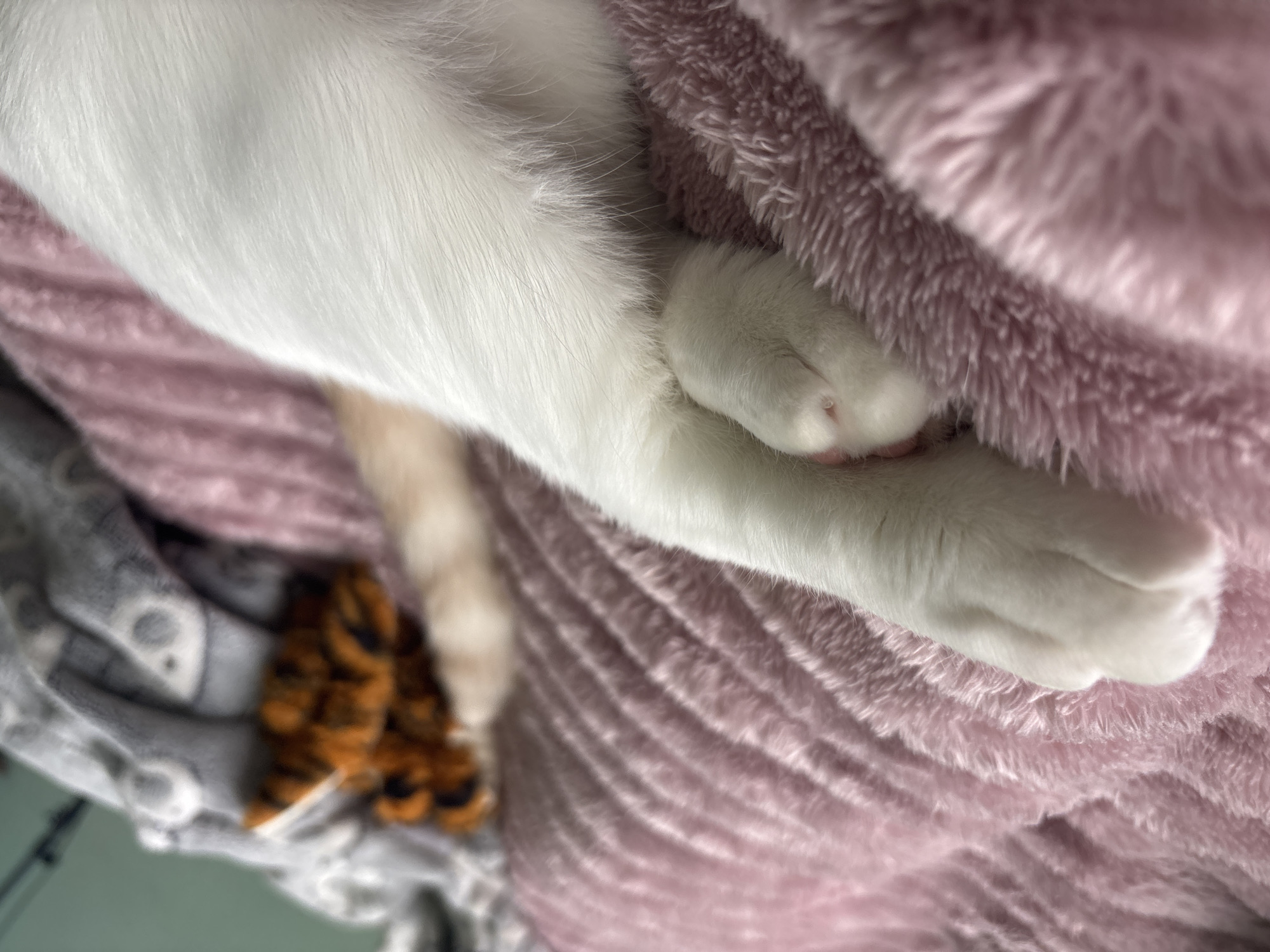 The media file is a close-up, slightly angled shot of a white cat's legs and paws resting on a fluffy pink blanket. The cat's fur is predominantly white, with hints of tan visible further down its legs. One of the cat's front paws is clearly visible, with its white toes and pink pads peeking out from the blanket. Another paw, with tiger-striped markings, is partially visible beneath the cat's body, suggesting it might be a toy. The background consists of the soft, textured pink blanket and some other fabrics or blankets, one of which appears to have a gray and white pattern. The lighting is soft, indicating an indoor setting, possibly in the daytime, though no specific time is evident. The scene evokes a sense of comfort and relaxation, with the cat appearing to be asleep or at rest. There is no visible text in the image. The location context suggests this scene is from Vsevolozhsk, Russia.