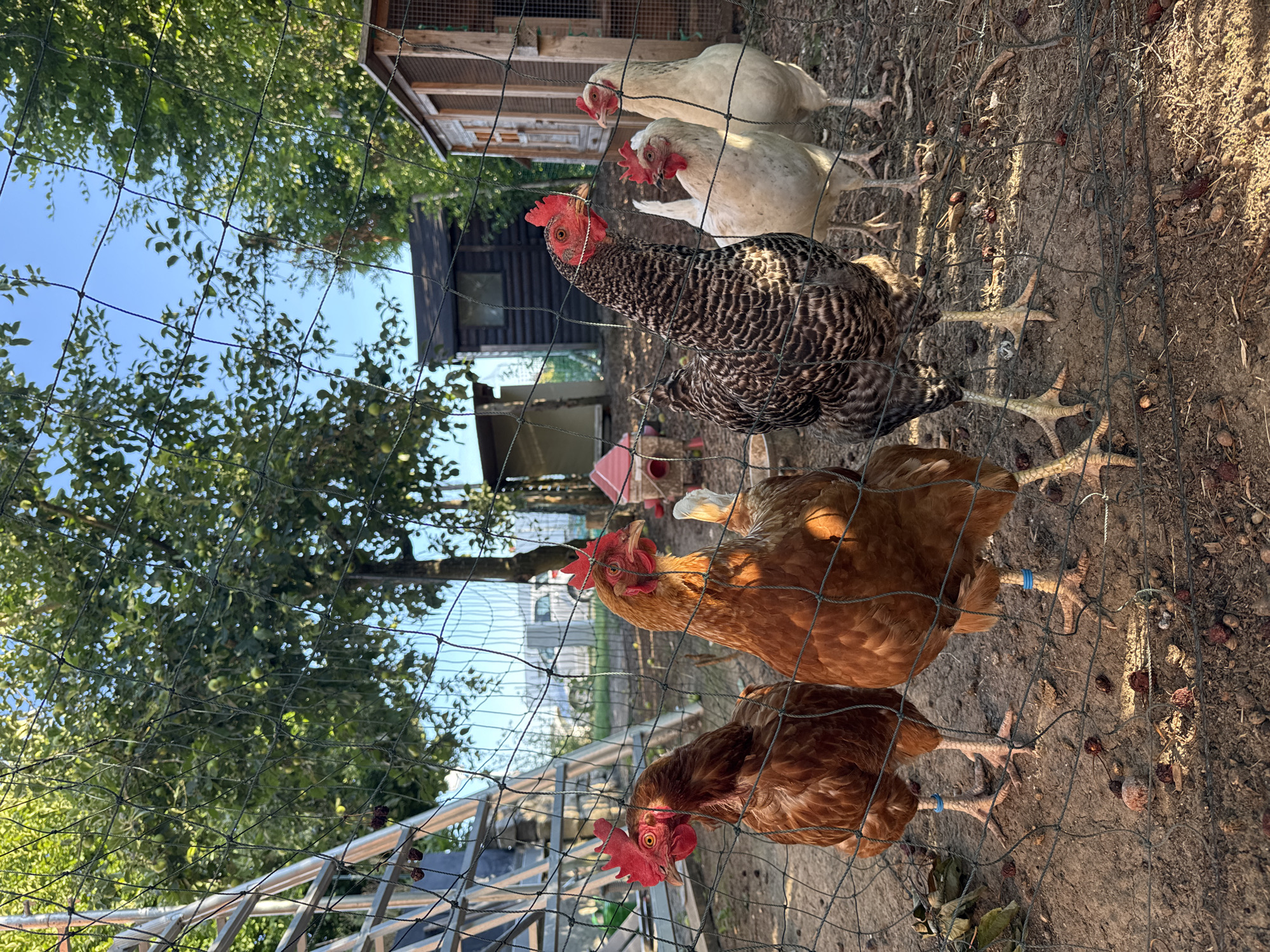 The image shows several chickens in an outdoor enclosure. In the foreground, two brown hens are visible, one with a blue band on its leg. Behind them, a barred rock chicken with black and white feathers is partially obscured by a mesh fence. Further back, two white chickens are standing near a coop. The scene appears to be in a rural or backyard setting, with trees and a coop visible in the background. The ground is covered in dirt and dry leaves. The sunlight suggests it is daytime, likely late afternoon or early evening given the warm lighting. The image is taken from a low angle, looking up at the chickens.