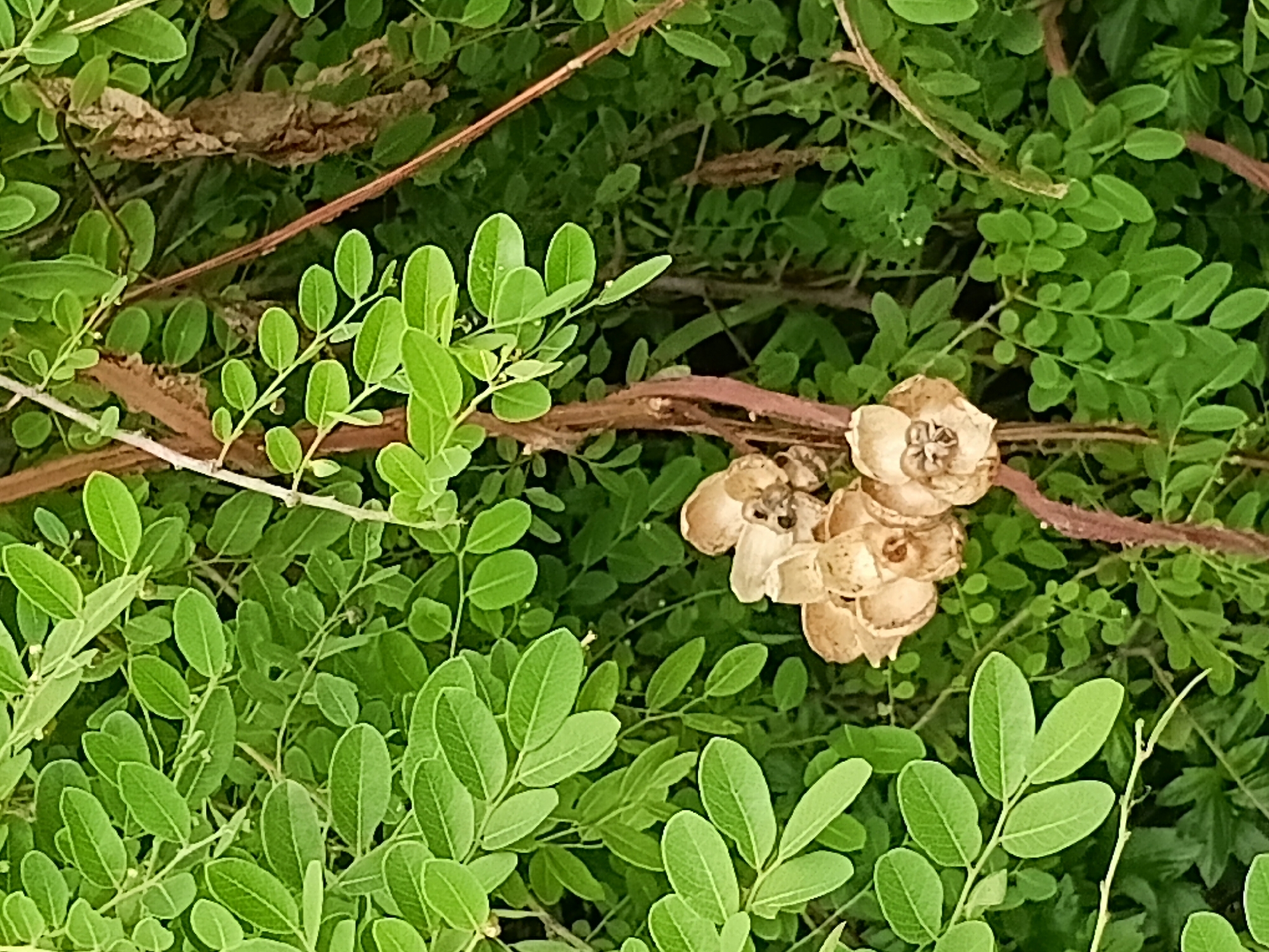 The image shows a close-up view of a plant with vibrant green leaves and a cluster of dried, withered flowers. The plant has a woody stem that is reddish-brown in color. The leaves are small and oval-shaped, growing in compound arrangements along the stems. The dried flowers are light brown and appear to have a complex, multi-part structure. The background is filled with more of the same green foliage, creating a lush, natural setting. The lighting suggests an outdoor environment, possibly in a garden or natural landscape. The image does not contain any people or any specific identifiable landmarks that would indicate a precise location within the city of Ko Samui District, Thailand.