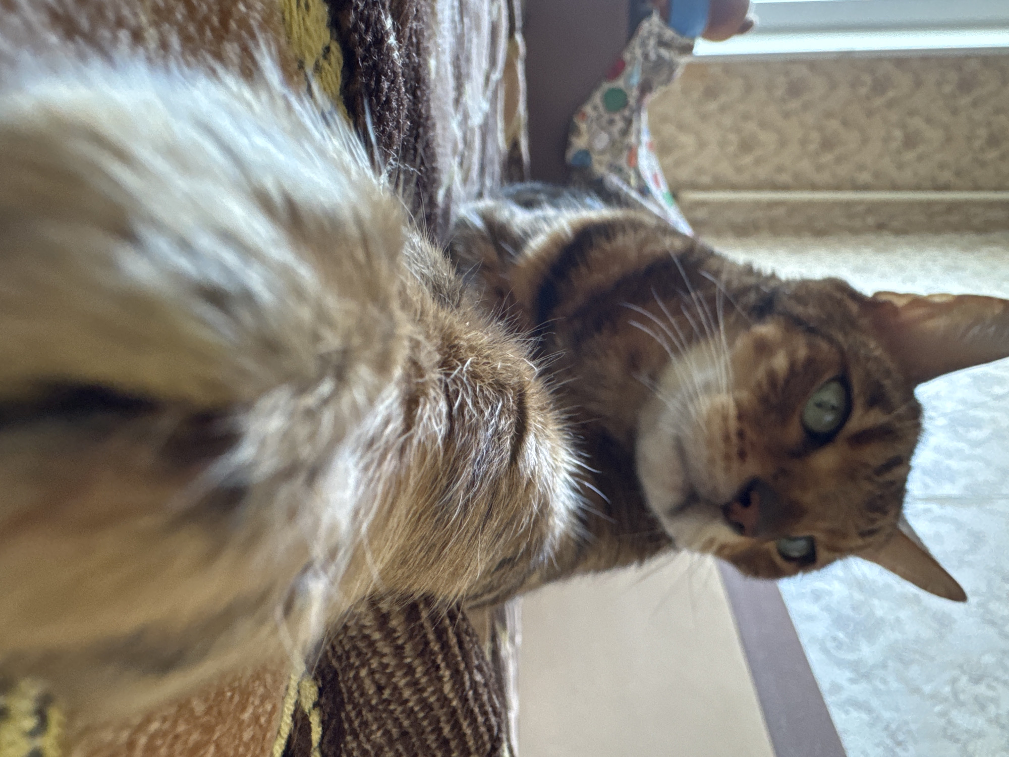 A Bengal cat is lying down on a textured surface, possibly a cat tree or couch, with its body angled towards the camera. The cat has distinctive brown and black spots on its fur. Its face is turned to the right, showing one green eye and part of its nose. A large portion of the cat's fluffy tail is in the foreground, obscuring some of the view. The background is out of focus, but a light-colored wall and a window can be seen. There is also a colorful object with circular patterns partially visible in the upper right corner. The lighting suggests it is daytime.
