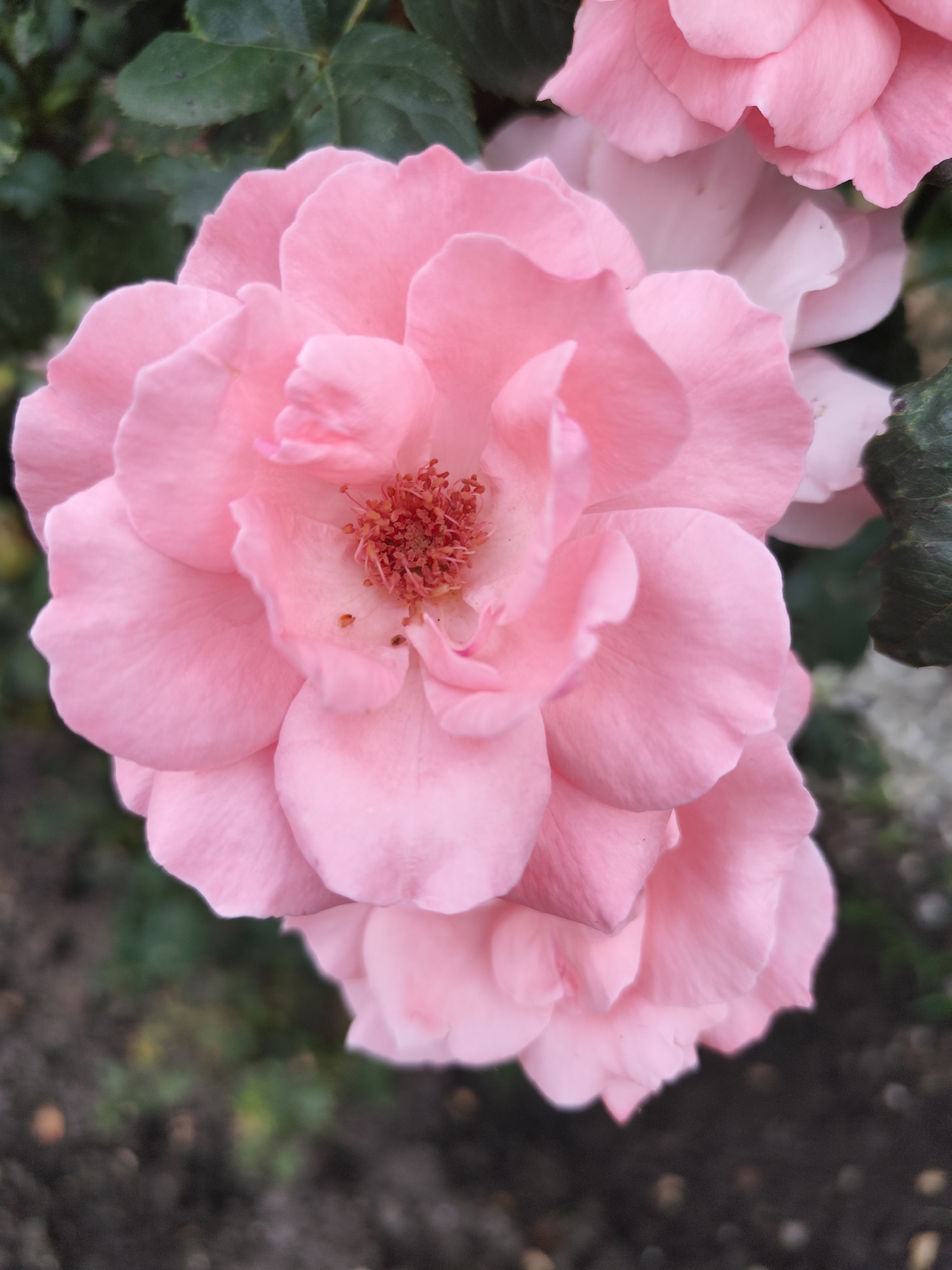A close-up, eye-level shot showcases the delicate petals of a light pink rose. The rose is in full bloom, with its center revealing a cluster of reddish-brown stamens. Subtle imperfections, such as small brown specks, are visible on some of the petals. The background is softly blurred, with dark green foliage and hints of soil. The overall impression is one of natural beauty and tranquility. This rose is located in Beglatoy, Russia.
