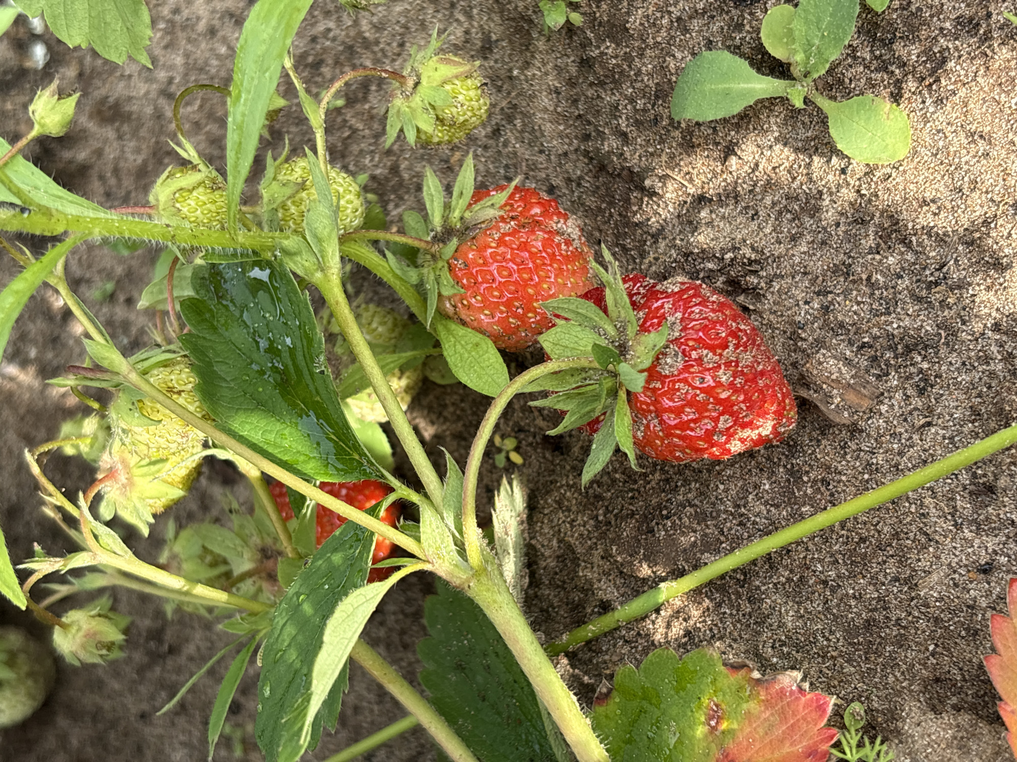 Two ripe red strawberries are prominently displayed in the foreground of this close-up, top-down shot, nestled amongst unripe green strawberries and lush green leaves. The strawberries have visible seeds and appear slightly dusty. One strawberry is to the left and slightly above the other. The plants are growing in sandy soil. Several green leaves of varying sizes, some appearing wet, fan out across the image. A few smaller, lighter green plants are also visible in the soil. The lighting suggests it is daytime, possibly overcast or dappled sunlight, as there are soft shadows on the sand. The scene is natural and appears to be an outdoor garden or field setting. No text is visible in the image.