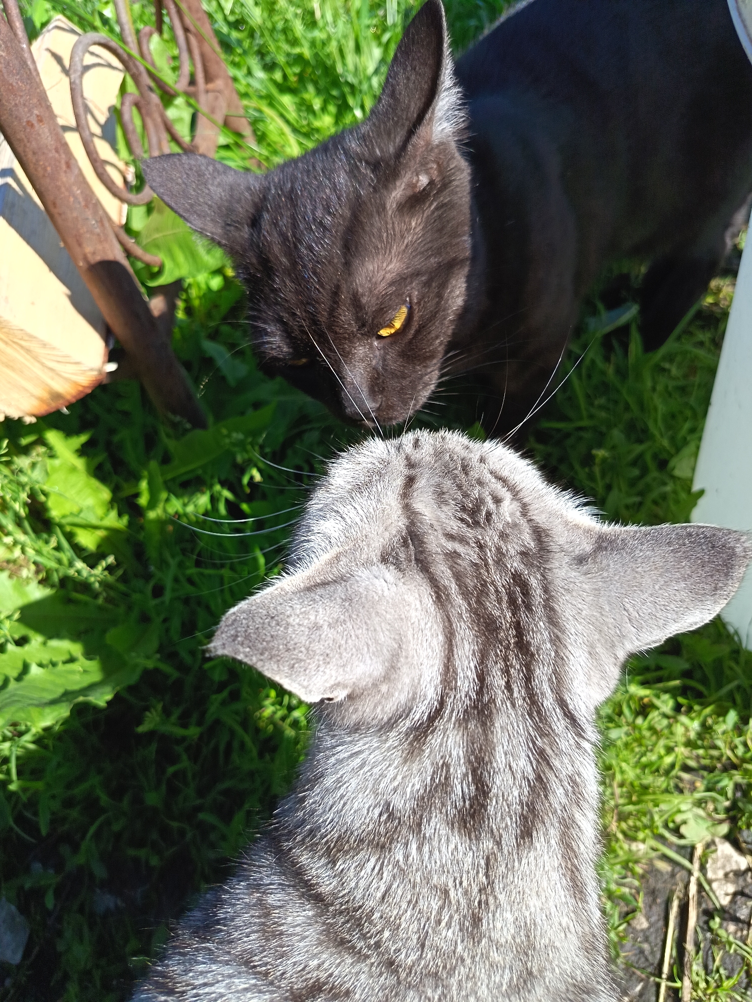 Two cats are interacting in a grassy outdoor area. One cat is black with yellow eyes, and the other is gray with tabby markings. They are facing each other, with their noses nearly touching, suggesting a greeting or investigation. The background consists of green grass, with some blurred foliage and metal garden tools visible. The lighting indicates it is daytime.