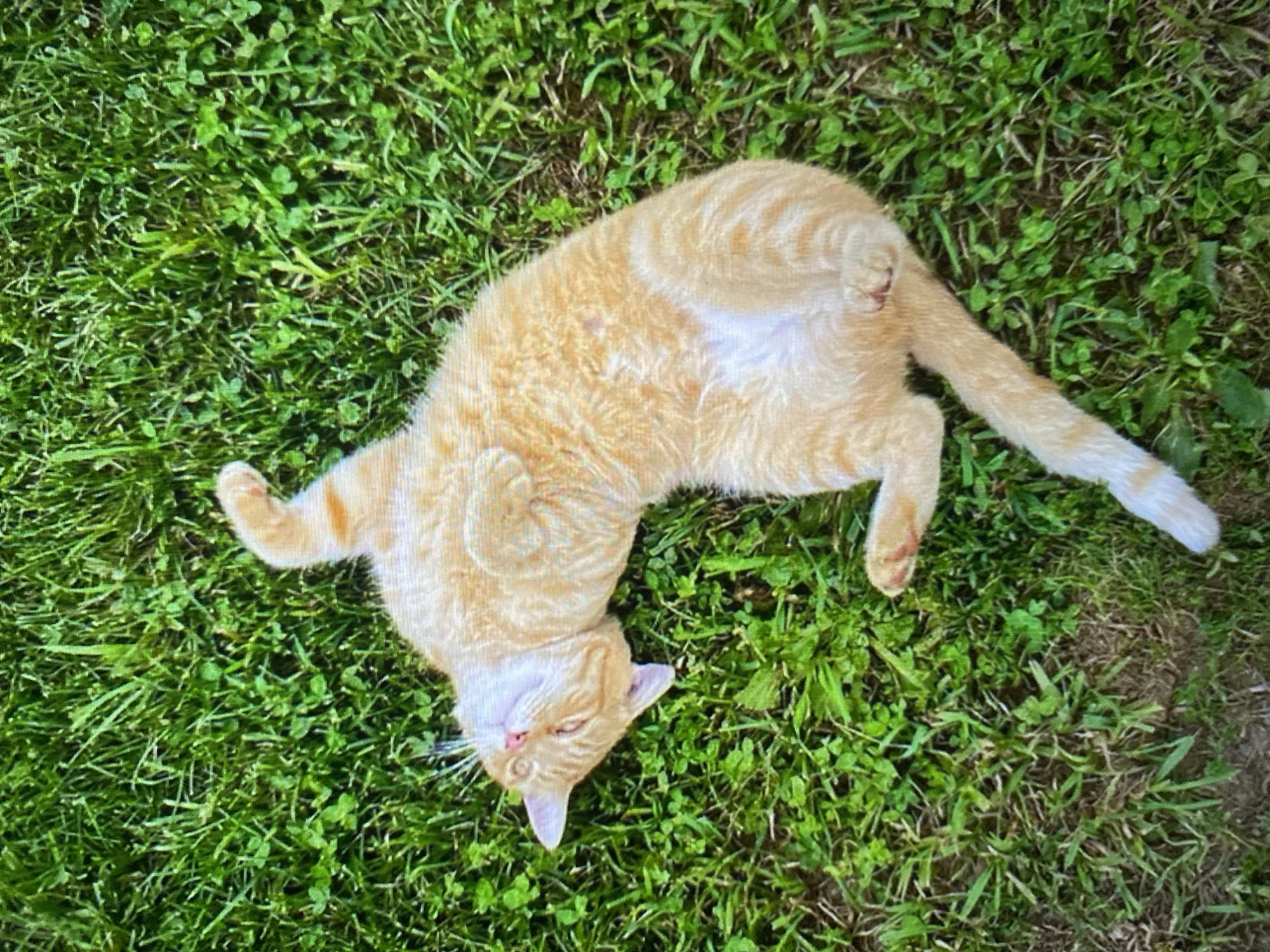 An orange tabby cat is lying on its back in lush green grass. The cat's belly is exposed and its paws are curled. Its eyes are closed and it appears to be relaxed. The grass is made up of short blades of grass and some clover.