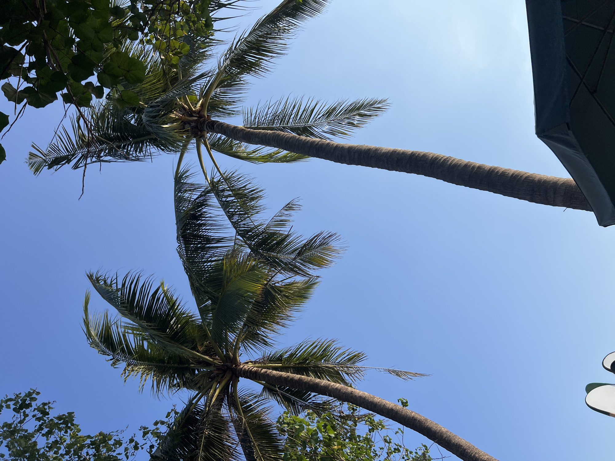 Two palm trees are seen against a clear blue sky in Kuta, Indonesia. The palm trees are tall and slender, with long, drooping fronds. One palm tree is on the left side of the image and the other is on the right. Both trees are leaning slightly to the right. In the lower right corner of the image, the edge of a dark green umbrella is visible. There are no people in the image. The environment is tropical and sunny.