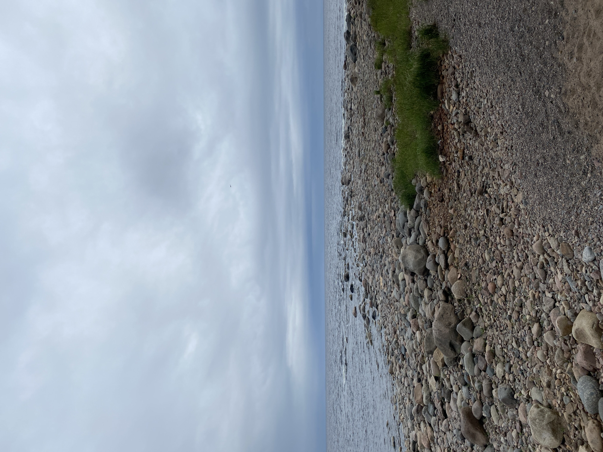 An overcast day at a rocky shoreline in Motornoe, Russia. The image shows a beach covered with numerous smooth, rounded stones and pebbles of varying sizes and colors, ranging from light grey to dark brown. Some patches of green grass are visible growing amongst the rocks. The sea, a muted blue-grey, stretches to the horizon under a sky filled with dense, grey clouds. A few faint ripples disturb the water's surface. The composition is dominated by the natural textures of the stones and the atmospheric conditions.