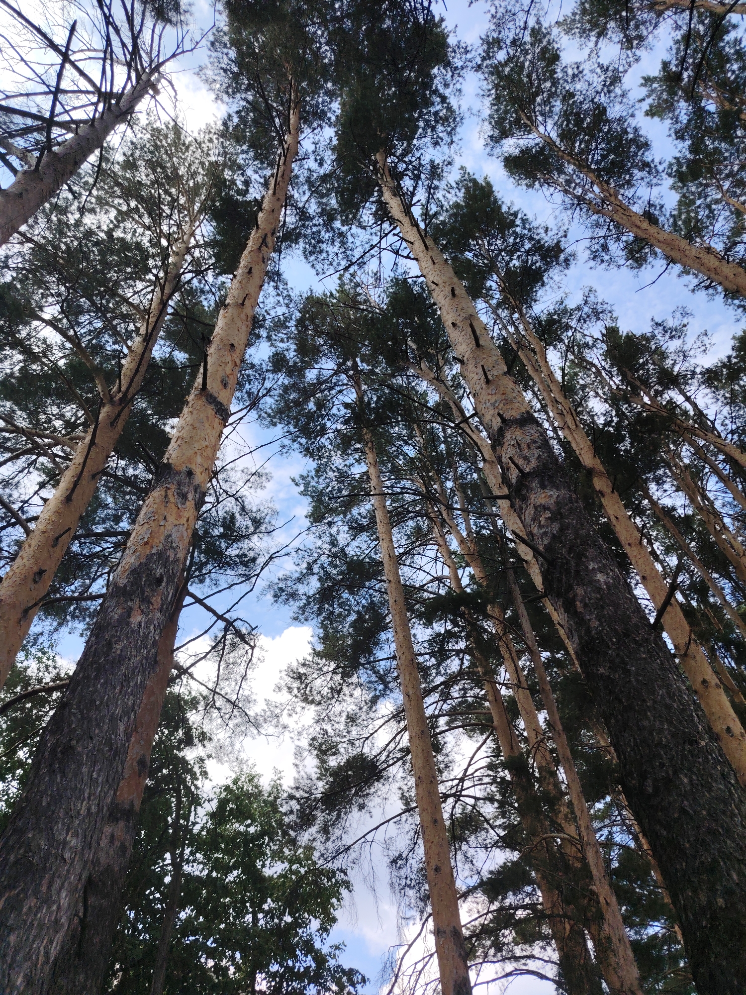 This image is a low-angle, upward shot of tall pine trees with sparse needles against a bright blue sky with scattered white clouds. The tree trunks are visible with rough, light-colored bark, some showing darker patches and knotty protrusions. The dense canopy of the trees creates a shadowed effect in some areas, contrasting with the well-lit upper portions of the trunks and branches. The scene appears to be a forest or park area in Chaikovsky, Russia, characterized by a stand of mature coniferous trees. There are no people or animals visible in the image.