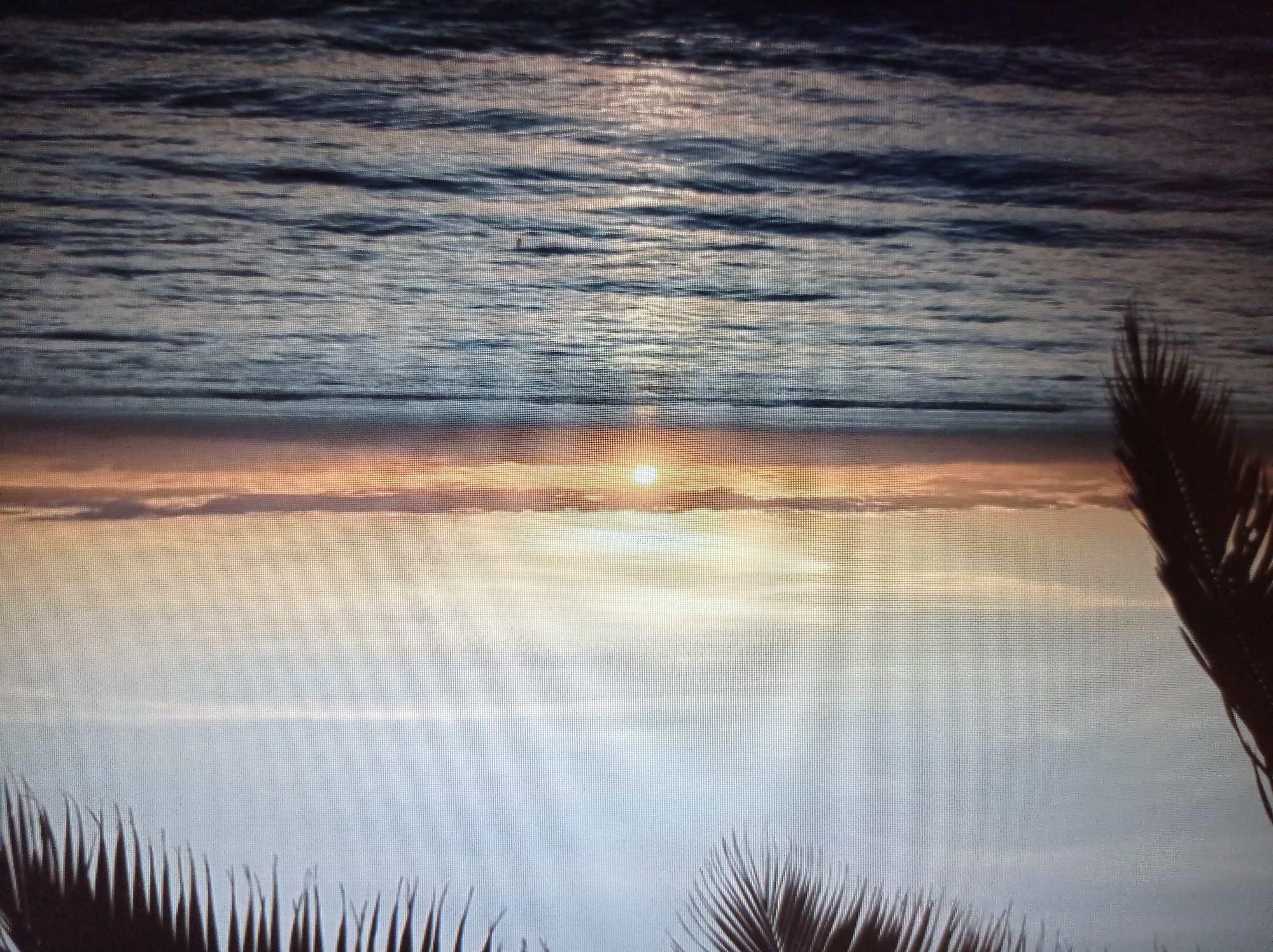 The image is a landscape photograph of a sunset over the ocean. Palm fronds are visible in the upper corners of the frame, suggesting a tropical or subtropical location. The sun is low on the horizon, casting a warm glow across the sky and reflecting on the water. The ocean appears calm with gentle waves. There are no people or discernible objects in the scene other than the natural elements. The location is not in Mukachevo, Ukraine, as it is a landlocked city.
