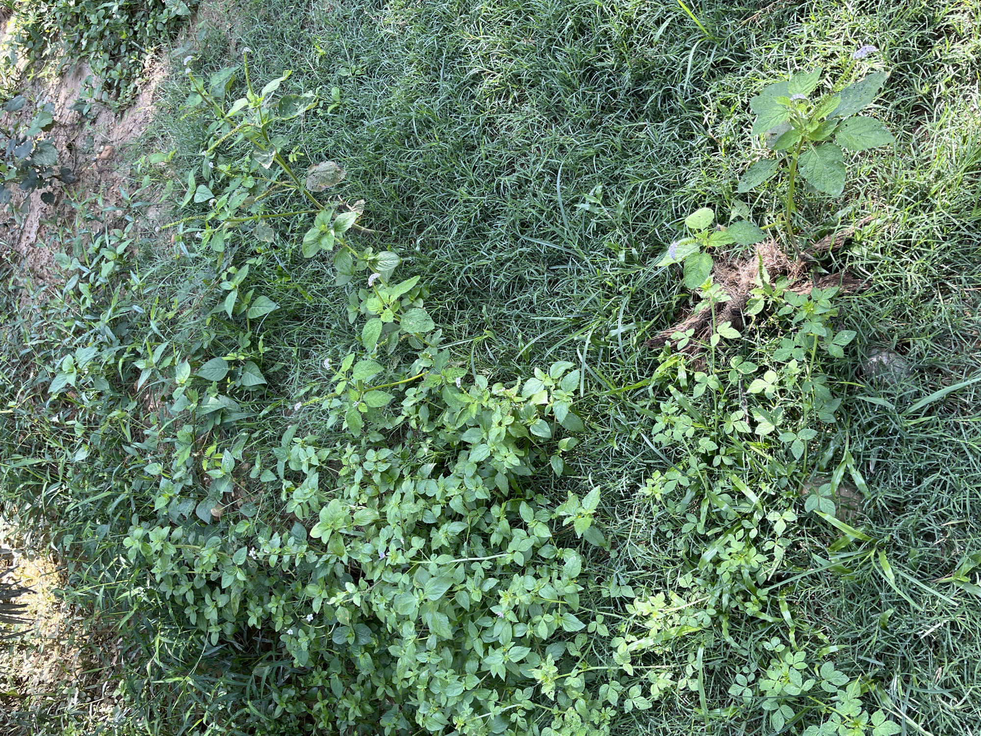 The image depicts a patch of ground in Jamurlabu, Indonesia, covered in dense green vegetation. The scene is dominated by various types of grass and smaller leafy plants, with some areas showing more finely mowed grass while others are overgrown with taller weeds. Sunlight dapples through the foliage, creating patches of light and shadow. There are no people or man-made objects visible in the frame, giving the impression of a natural, possibly uncultivated, outdoor space. The ground itself appears to be soil, with some dry leaves and debris interspersed with the greenery.