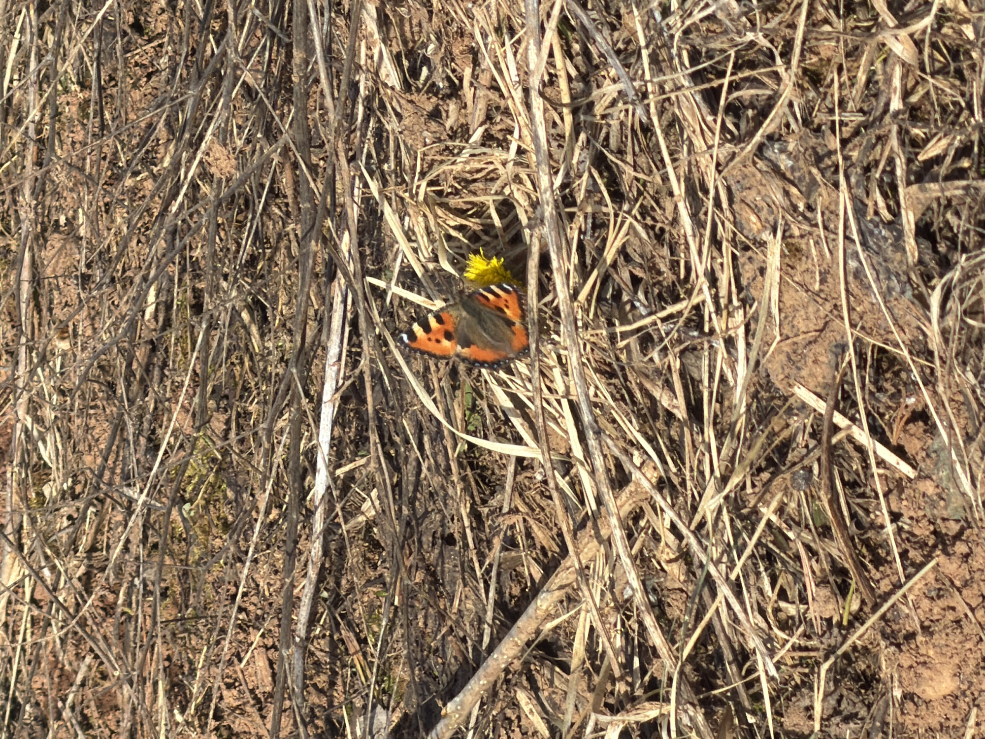 The image depicts a close-up view of dry, brown grass and earth. A butterfly with orange and black patterned wings is positioned near a small, yellow flower, potentially a dandelion. The scene is in a natural outdoor setting with dry vegetation and soil. The location, Прикамский, Russia, is contextual information only.