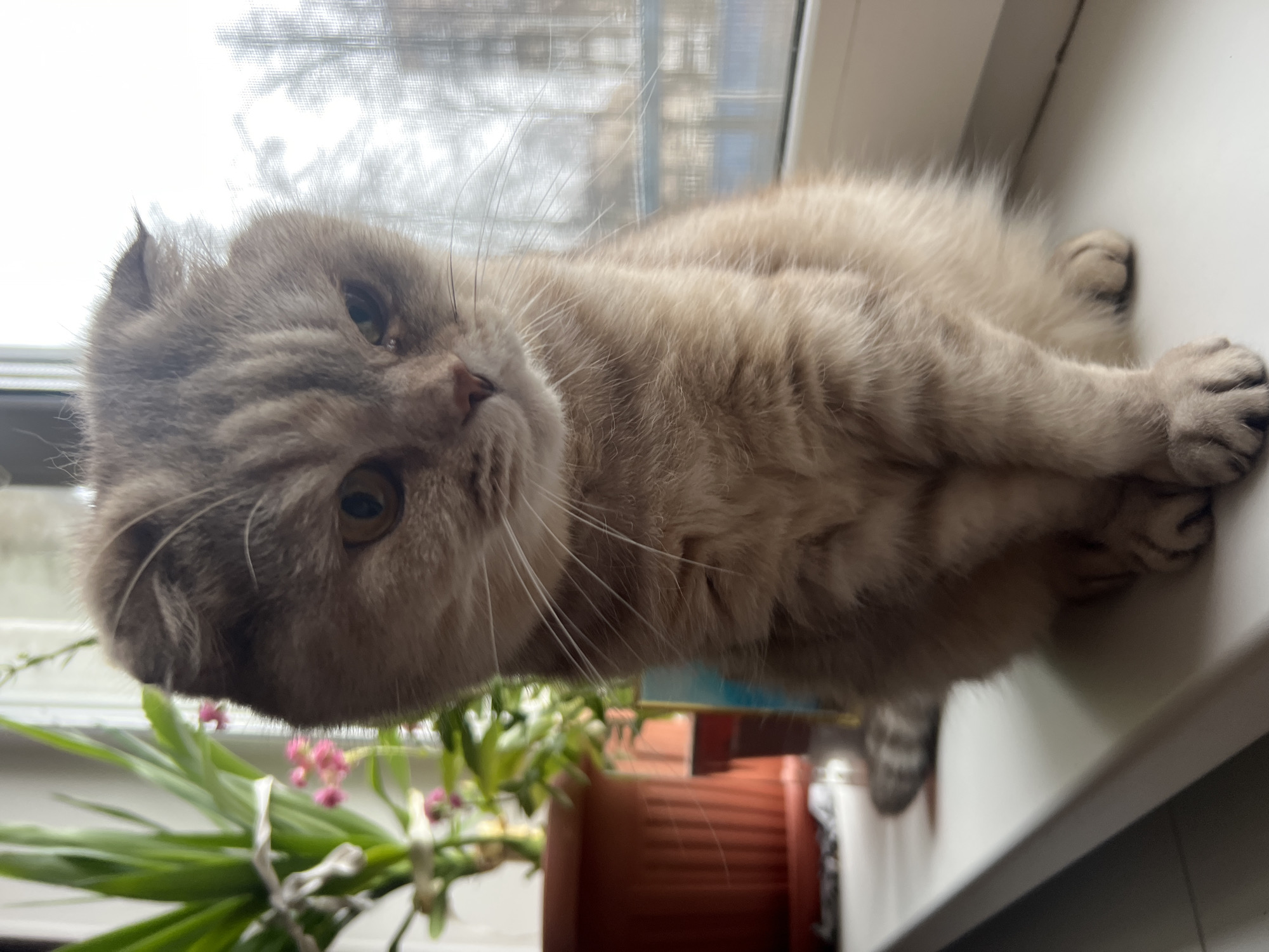 A Scottish Fold cat with light brown and gray fur is lying on a white windowsill. The cat faces the viewer with its head tilted slightly. Behind the cat, a window with a translucent white curtain reveals a blurred view of buildings outside. To the left of the cat, a potted plant with green leaves and small pink flowers sits on the windowsill. A brown pot holding the plant is visible. The image appears to be taken indoors. The city of Chaikovsky, Russia is not determinable from the provided image.