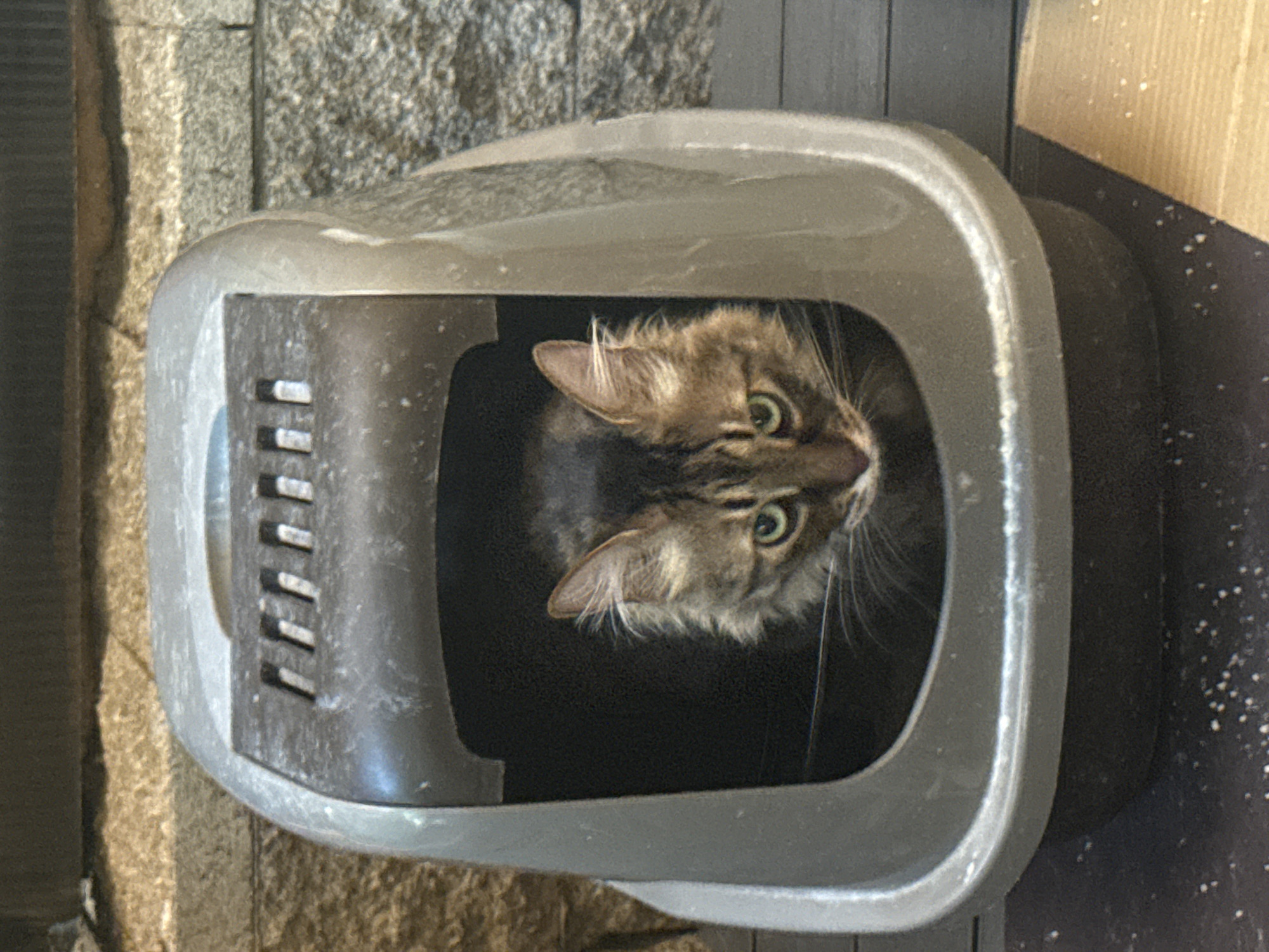 A domestic cat with tabby markings and green eyes is looking out from inside a grey plastic litter box. The litter box has a dark grey lid with ventilation slots. The background shows a textured stone wall and a wooden surface. The scene appears to be indoors, possibly in a home. There is no indication of the location being in Sofia, Bulgaria.