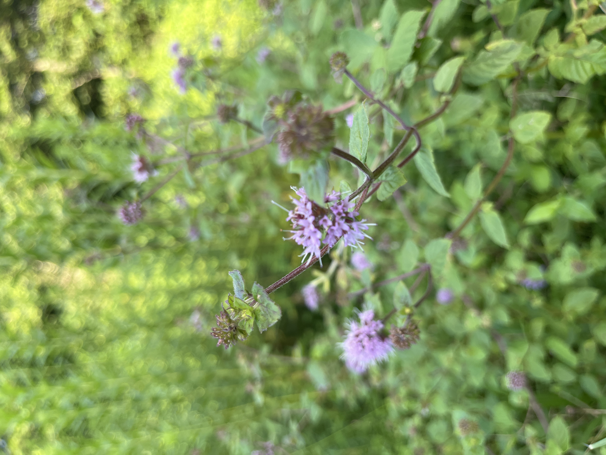The image is a close-up, natural light photograph of blooming mint plants in Ureki, Georgia. The mint flowers are a soft purple, with delicate petals and prominent white stamens. The leaves are green and slightly serrated, with visible veins. The plants are growing in a densely vegetated area, with out-of-focus green foliage in the background, suggesting a natural or garden setting. The overall impression is one of lush, natural growth.