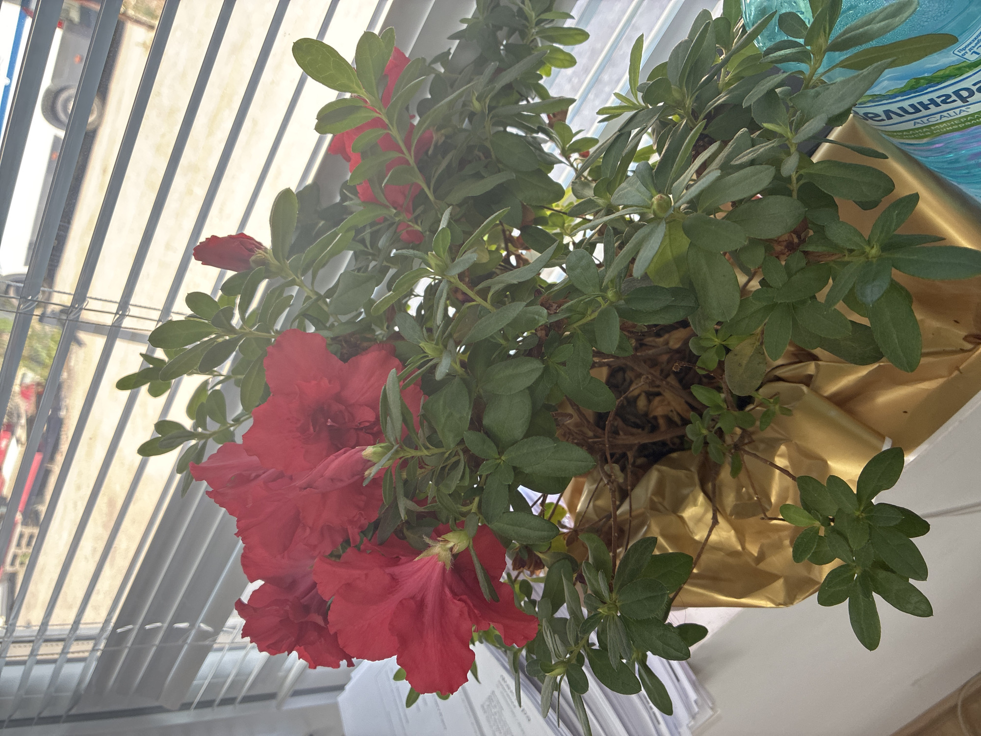 An indoor potted plant with vibrant red azalea flowers and green leaves is situated on a windowsill behind venetian blinds. Papers are stacked to the left of the plant, and a blue plastic bottle is visible to its right. Outside, a blurred view of a road and vehicles can be seen through the blinds.