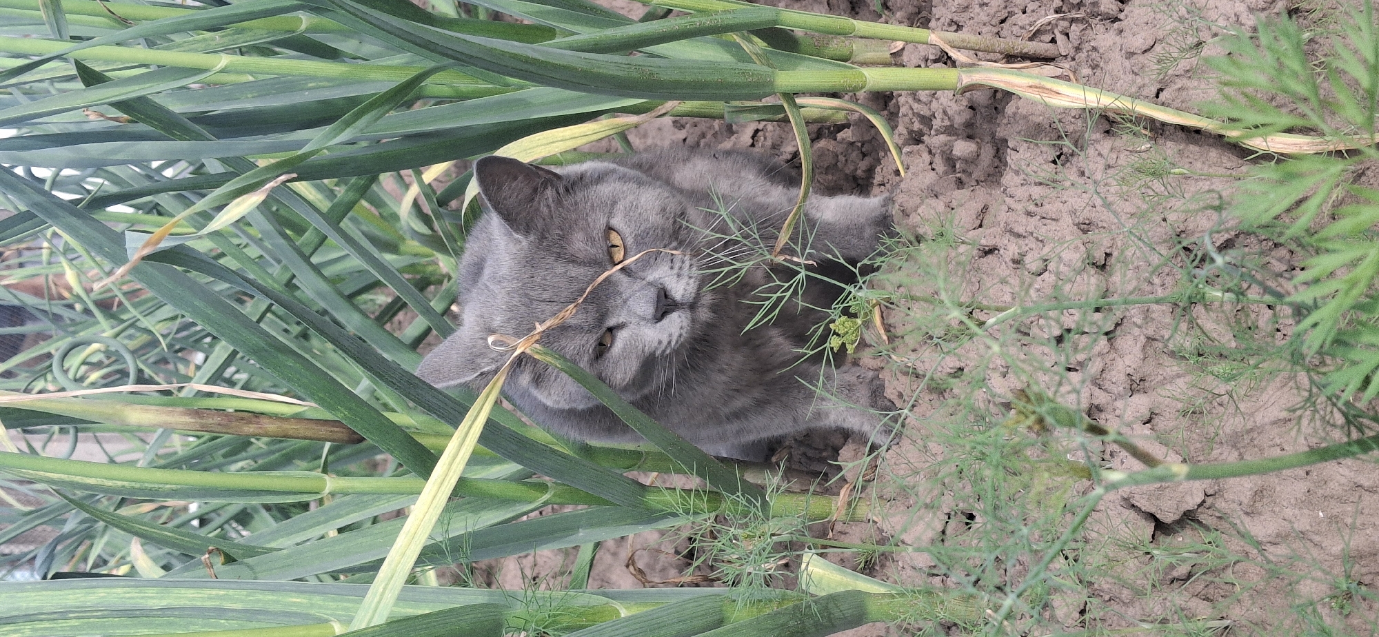 A grey cat is lying in the dirt, partially hidden by tall green plants that appear to be garlic. The cat is looking at the camera with yellow eyes. The scene is outdoors, with dry, cracked earth visible between the plants. The lighting suggests it is daytime. The cat appears calm and comfortable in its surroundings.
