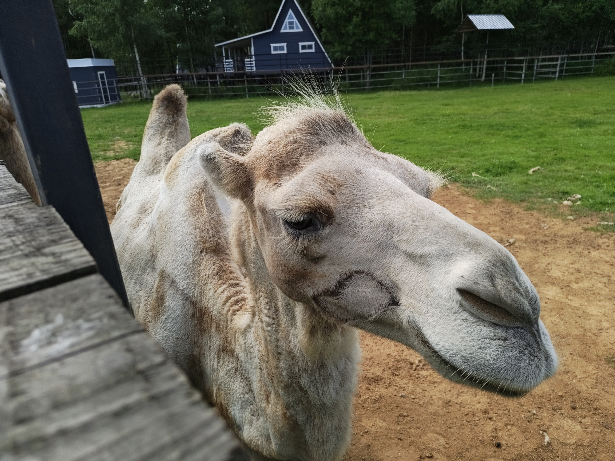 In Dorishchi, Russia, a close-up, eye-level shot captures a camel's head and neck. The camel is light brown with tan markings, and its fur appears somewhat coarse. Its left eye is visible, dark and partially closed. The camel's head is turned towards the right side of the frame, its snout prominent. In the foreground, a weathered, wooden fence or barrier is visible on the left. The background features a green grassy field, a dirt path, and trees. A dark blue, A-frame building with white trim and windows stands in the middle ground, as does a small, open-sided shelter with a corrugated metal roof. A metal fence encloses the grassy area. The sky is not visible.