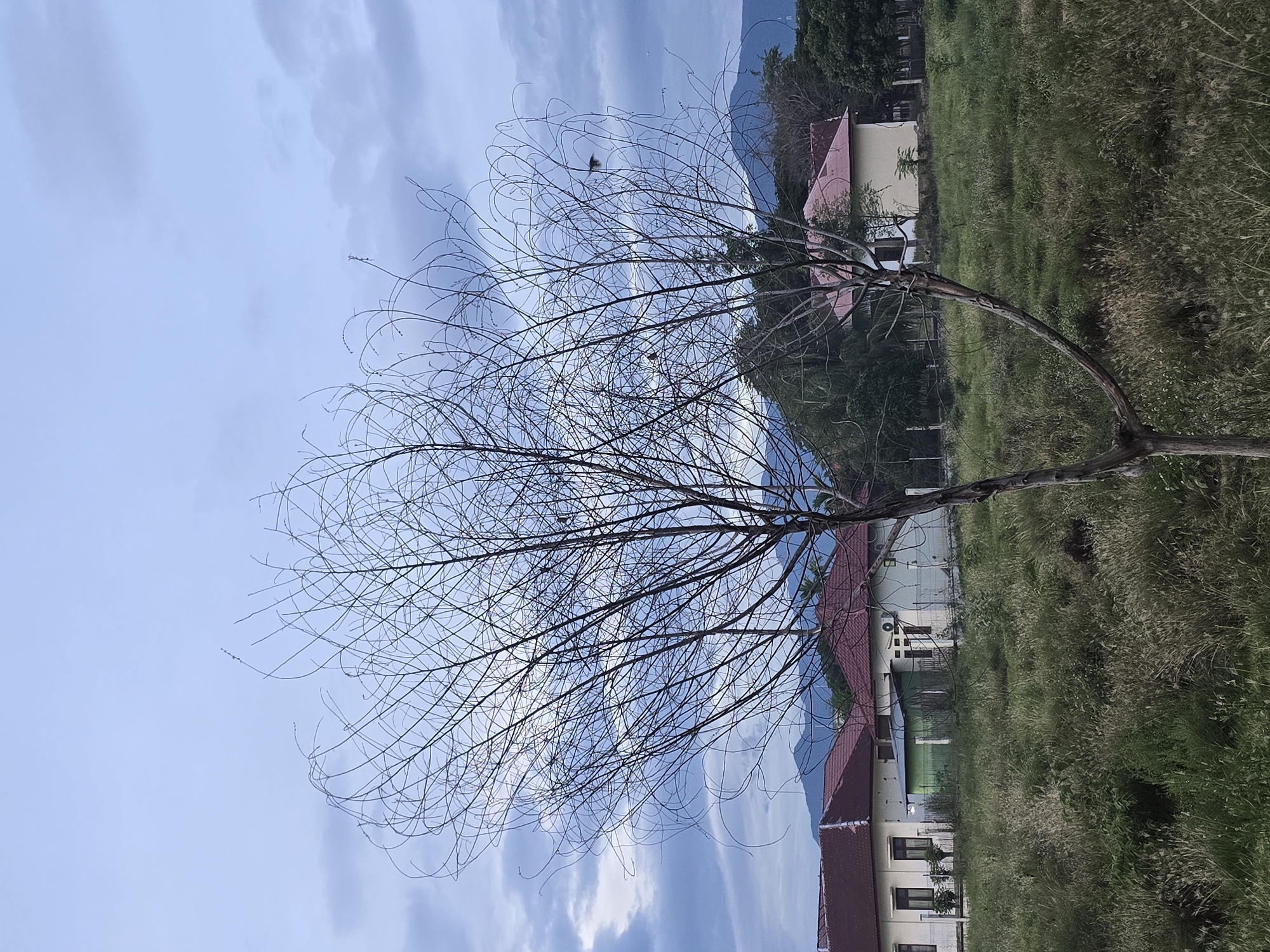 A bare, spindly tree stands in a grassy field in front of several houses with red tiled roofs in Meunasah Raya, Indonesia. The sky is overcast with a pale blue hue, and distant mountains are visible. The tree has thin, curving branches that extend outward, some resembling wisps of smoke. The grass is tall and dry in some areas, interspersed with greener patches. The houses appear to be residential buildings, with windows and doors visible. One house on the left has a light-colored facade and dark window frames. To its right is a small, green shed. Another house on the right is a lighter color with a red roof. The overall scene suggests a rural or semi-rural setting in Indonesia. There are no people visible in the image.