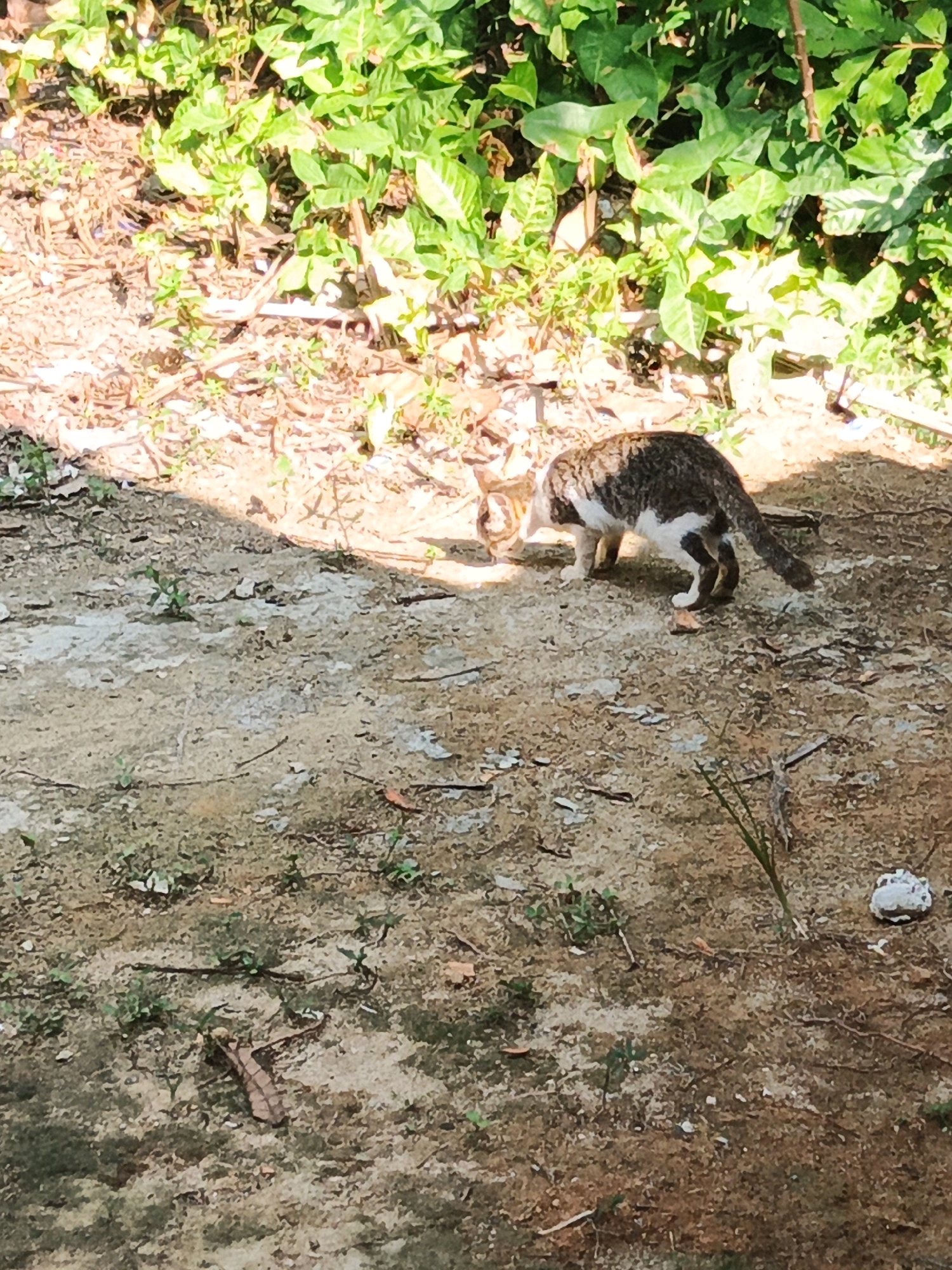 A medium shot captures a tabby and white cat in profile, facing towards the left side of the frame. The cat is walking on sandy, uneven ground, which is partially covered by dry leaves and small green sprouts. A dappled shadow from unseen foliage falls across the ground in front of the cat. In the background, a dense cluster of green leaves and some brown branches forms a natural border. The overall lighting suggests a sunny day. The image does not contain any information that would allow for definitive identification of the location as Linggatiga, Indonesia.