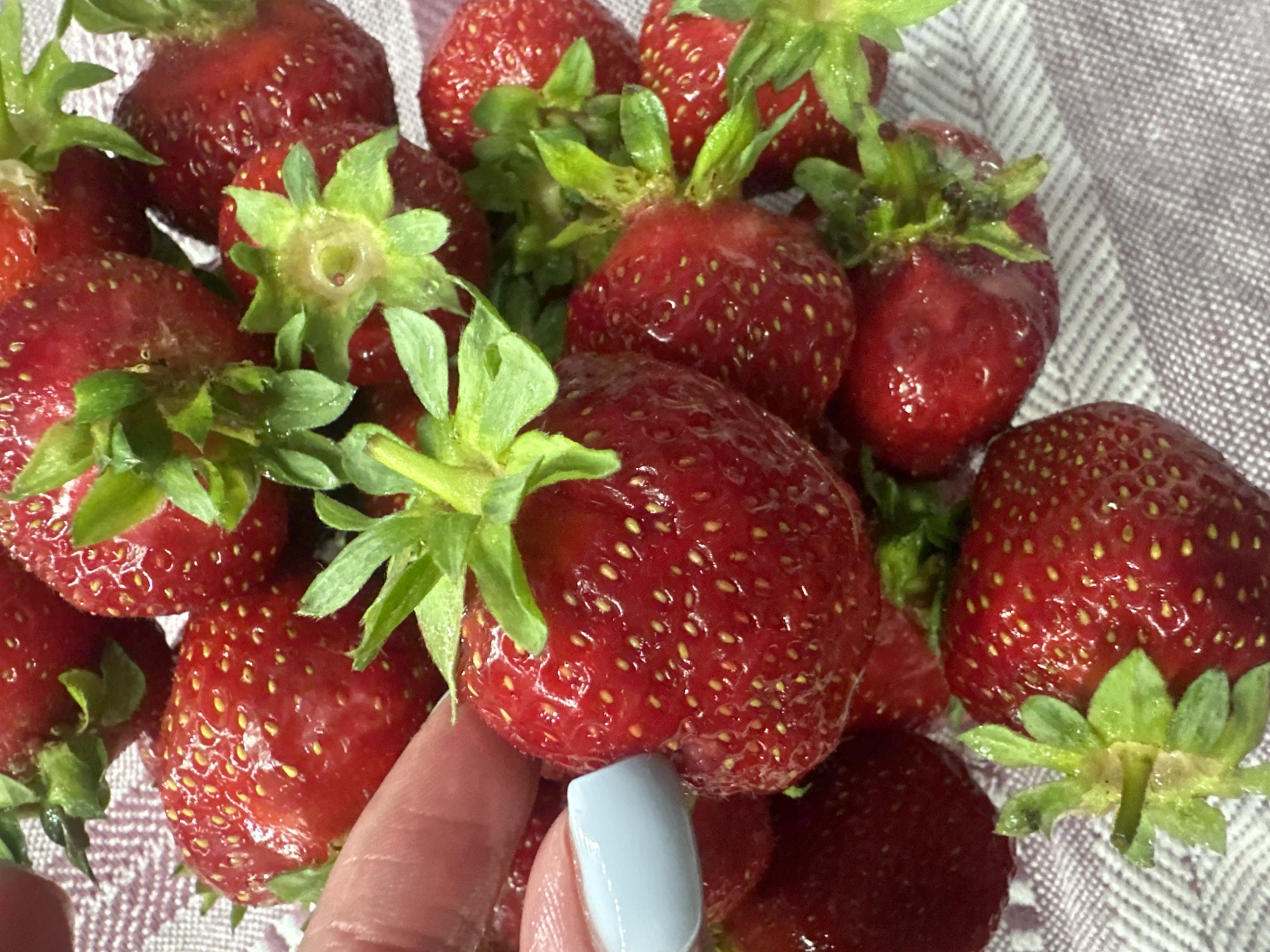 A close-up shot displays a pile of ripe, red strawberries, some of which have their green leafy tops. A person's finger, with a light blue painted fingernail, gently touches one of the strawberries, hinting at a moment of selection or examination. The strawberries are arranged on a textured surface with a subtle white and grey striped pattern, possibly a tablecloth or fabric. The lighting suggests an indoor setting, with no specific time of day or weather cues. The focus is on the freshness and texture of the fruit. There is no visible text in the image.