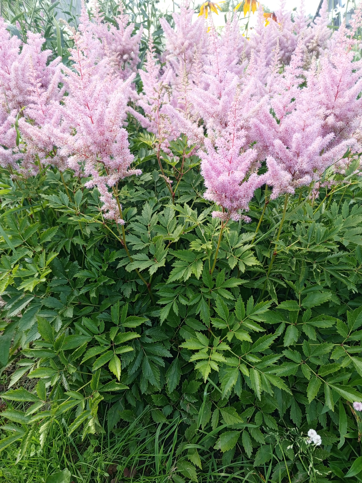 The image shows a dense cluster of pink astilbe flowers with green foliage in the foreground and background. The flowers are feathery and plume-like, with numerous small blossoms clustered together. The leaves are compound, with deeply toothed leaflets. Some other plants, including grass and a few yellow flowers in the upper right corner, are also visible. The scene appears to be outdoors in a garden or park setting. There are no people or specific actions depicted in the image. The lighting suggests it is daytime, possibly late afternoon due to the soft light.