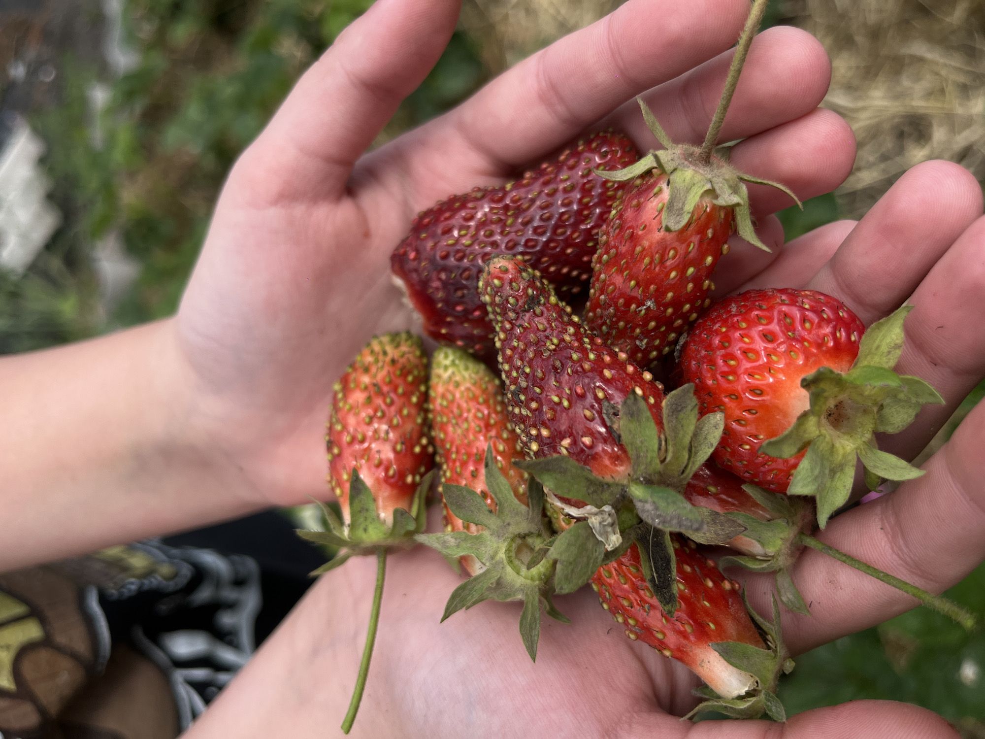 A close-up shot shows two hands holding a handful of freshly picked strawberries. The strawberries vary in color from red to a darker reddish-brown, with some showing green and white tips. They are ripe and covered in seeds. The hands appear to belong to a child, judging by their size. The background is blurry, with hints of green foliage and perhaps some straw. The image was taken in an outdoor setting. There are no indications related to the location of Novopokrovskaya, Russia.