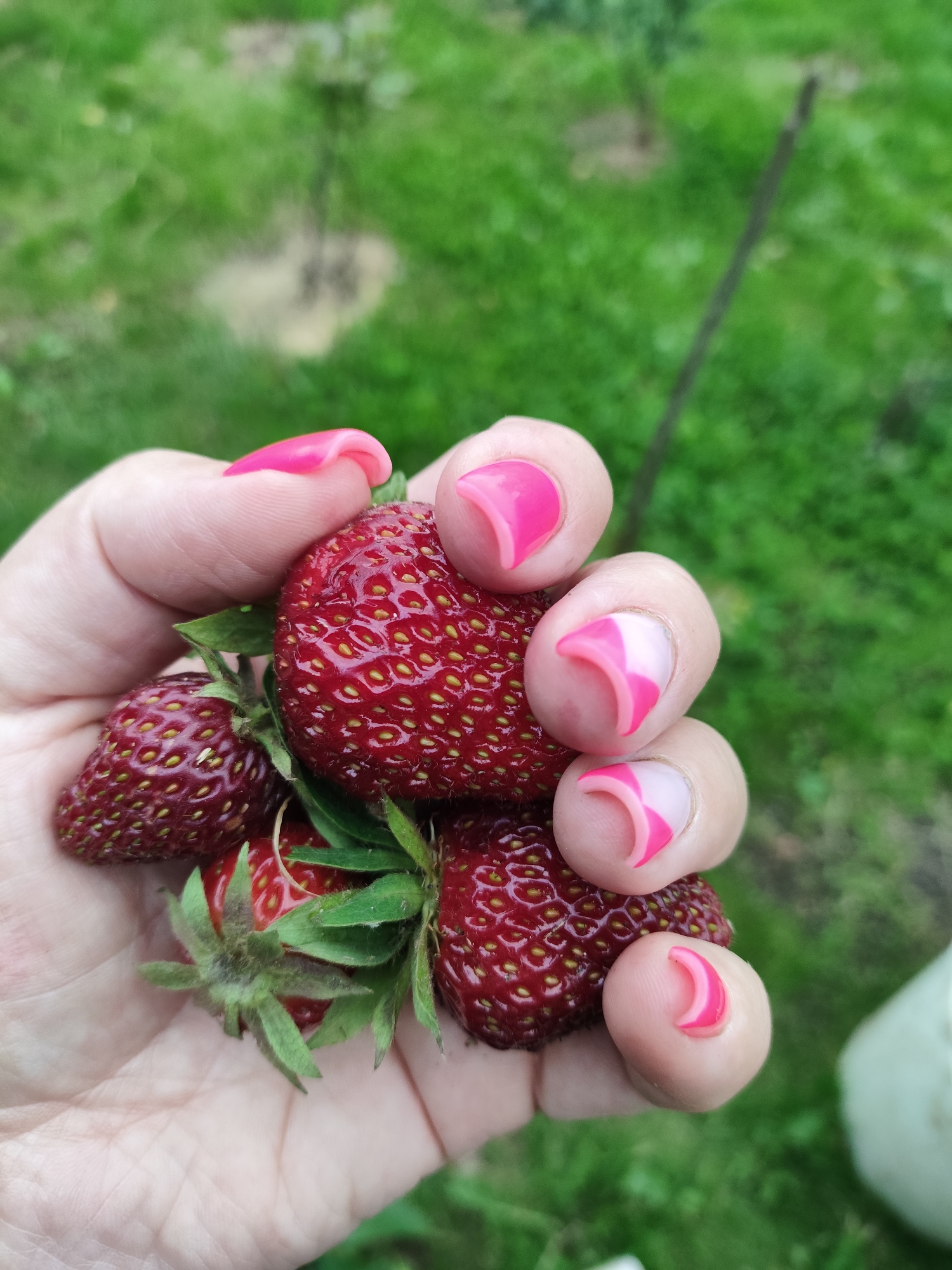 A close-up shot focuses on a hand holding a cluster of ripe strawberries, with lush green grass as the blurred background. The hand has bright pink nail polish, with a French manicure design on several fingers featuring pink and white tips. The strawberries are a deep red, speckled with yellow seeds. Some have green stems and leaves attached. The scene appears to be outdoors, likely in a garden or field, given the natural setting and the presence of strawberries. The lighting suggests it is daytime, possibly overcast given the soft shadows. The image evokes a sense of summer and the enjoyment of freshly picked fruit. There is no visible text in the image. The location context of Сваткаўскі сельскі Савет, Belarus, places this scene in a rural area of that region.