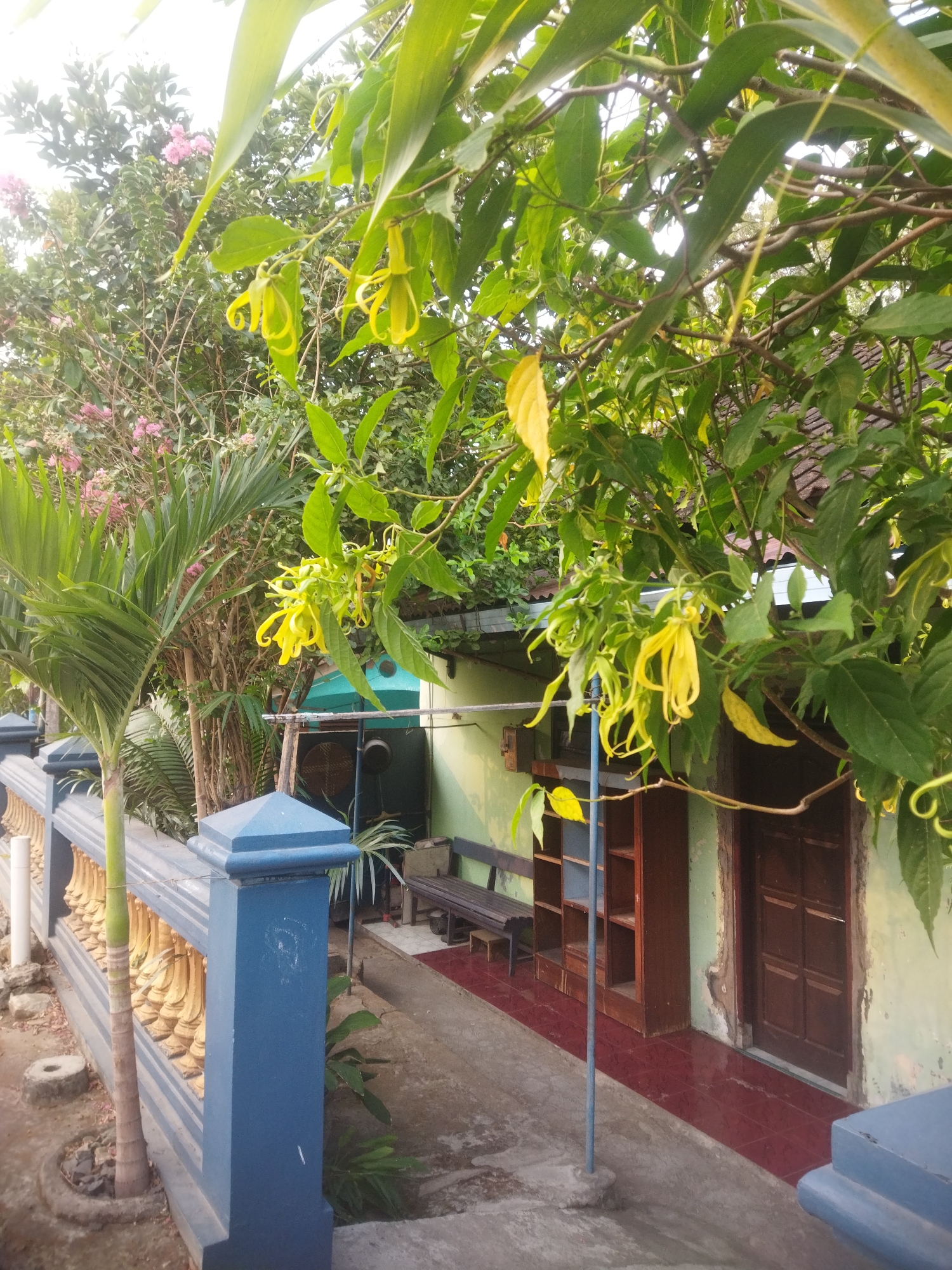 The image depicts a scene in front of a light green, weathered house, likely in the city of Wonogiri, Indonesia. The house has a brown wooden door with a multi-paneled design. Adjacent to the door is a dark brown wooden shelf unit. A dark wooden bench is positioned outside the house, with a small stool next to it. The ground in front of the house is paved with red tiles. A gray concrete walkway extends from the house. To the left of the walkway, a blue and gold ornamental fence runs along the edge of the property. A palm tree with a light brown trunk stands behind the fence. Overhead, lush green foliage with delicate yellow flowers hangs from branches, partially obscuring the sky and the upper portion of the house. In the background, behind the foliage and the house, a tiled roof is visible. The overall impression is that of a residential setting, possibly a garden area or the entrance to a home.
