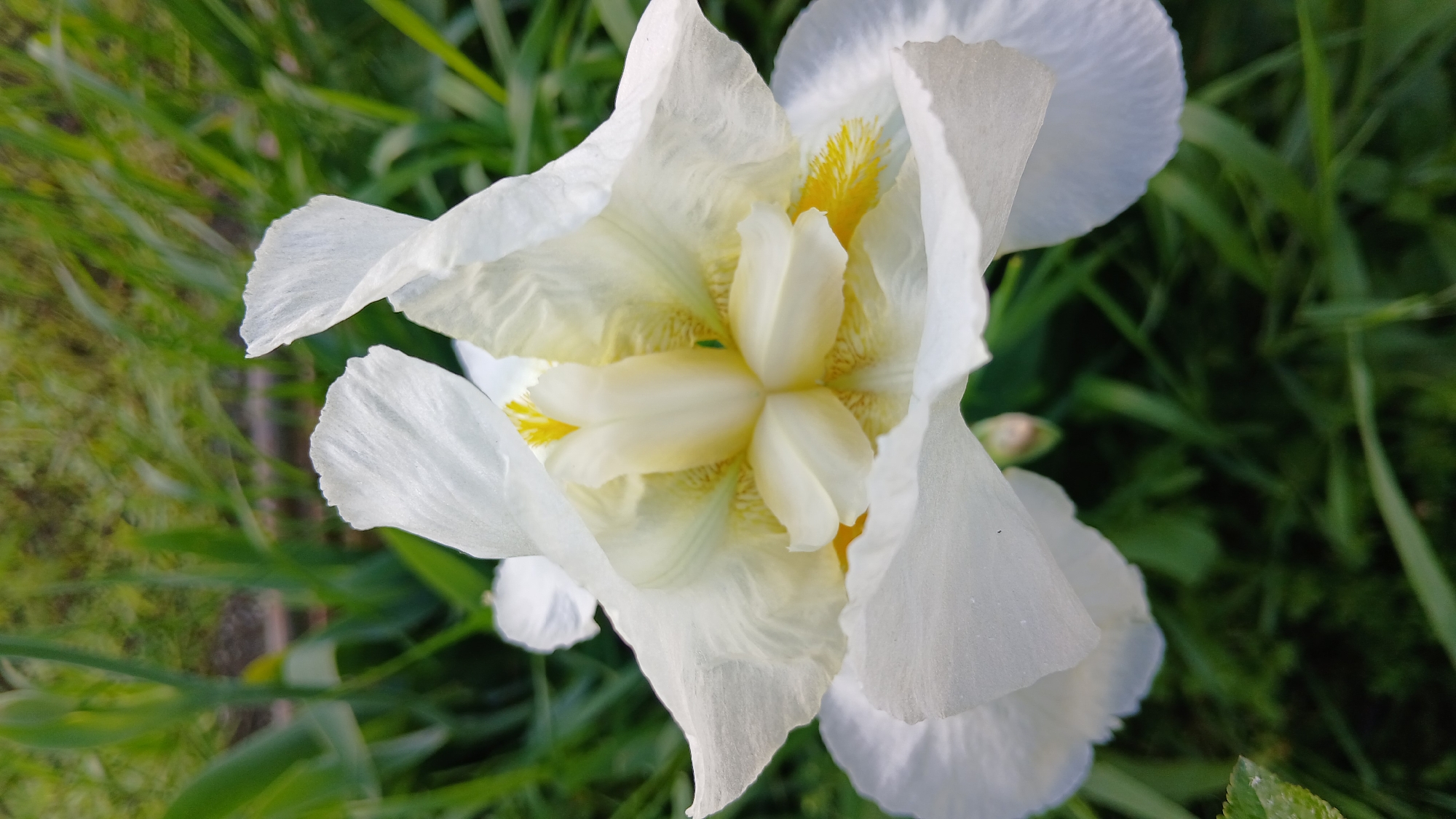 A close-up, high-angle shot captures a white iris flower in full bloom. The flower's petals are slightly ruffled and display a creamy white color. The central part of the flower reveals yellow stamens and intricate patterns. The flower is set against a backdrop of green grass, providing a natural setting. No people or other subjects are visible in the frame. The location is suggested to be Dnipro, Ukraine, but there is no visual confirmation within the frame.