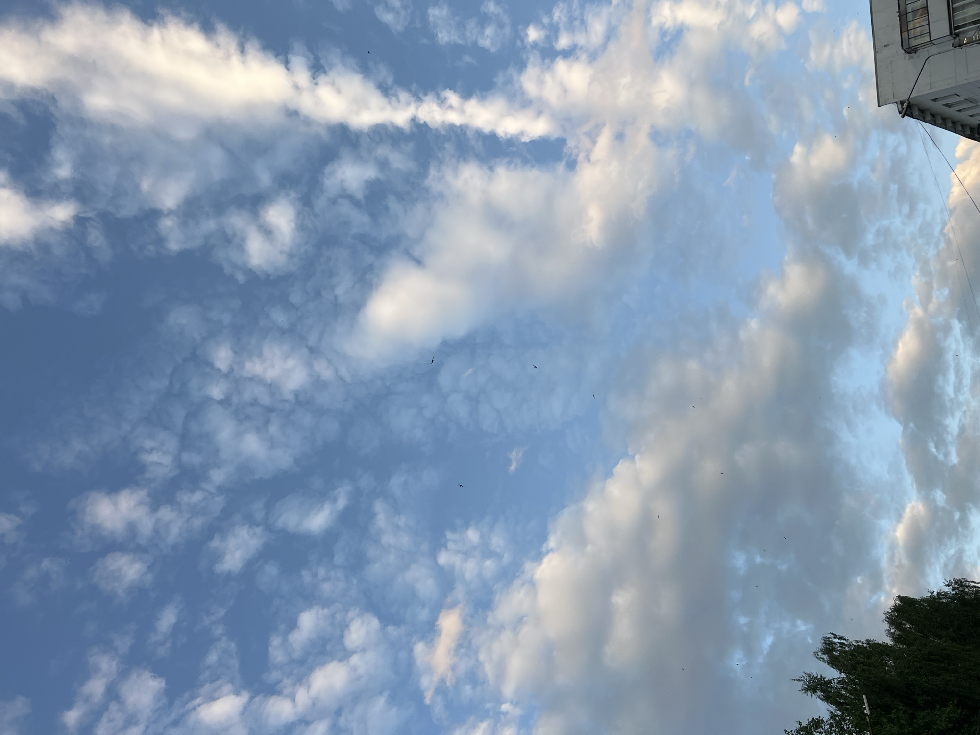 The image shows a view of the sky above Chaikovsky, Russia. A portion of a light-colored building is visible in the upper right corner, and the top of a tree appears in the lower right corner. The sky is blue with scattered clouds. Several small, dark shapes, likely birds, are scattered throughout the sky.
