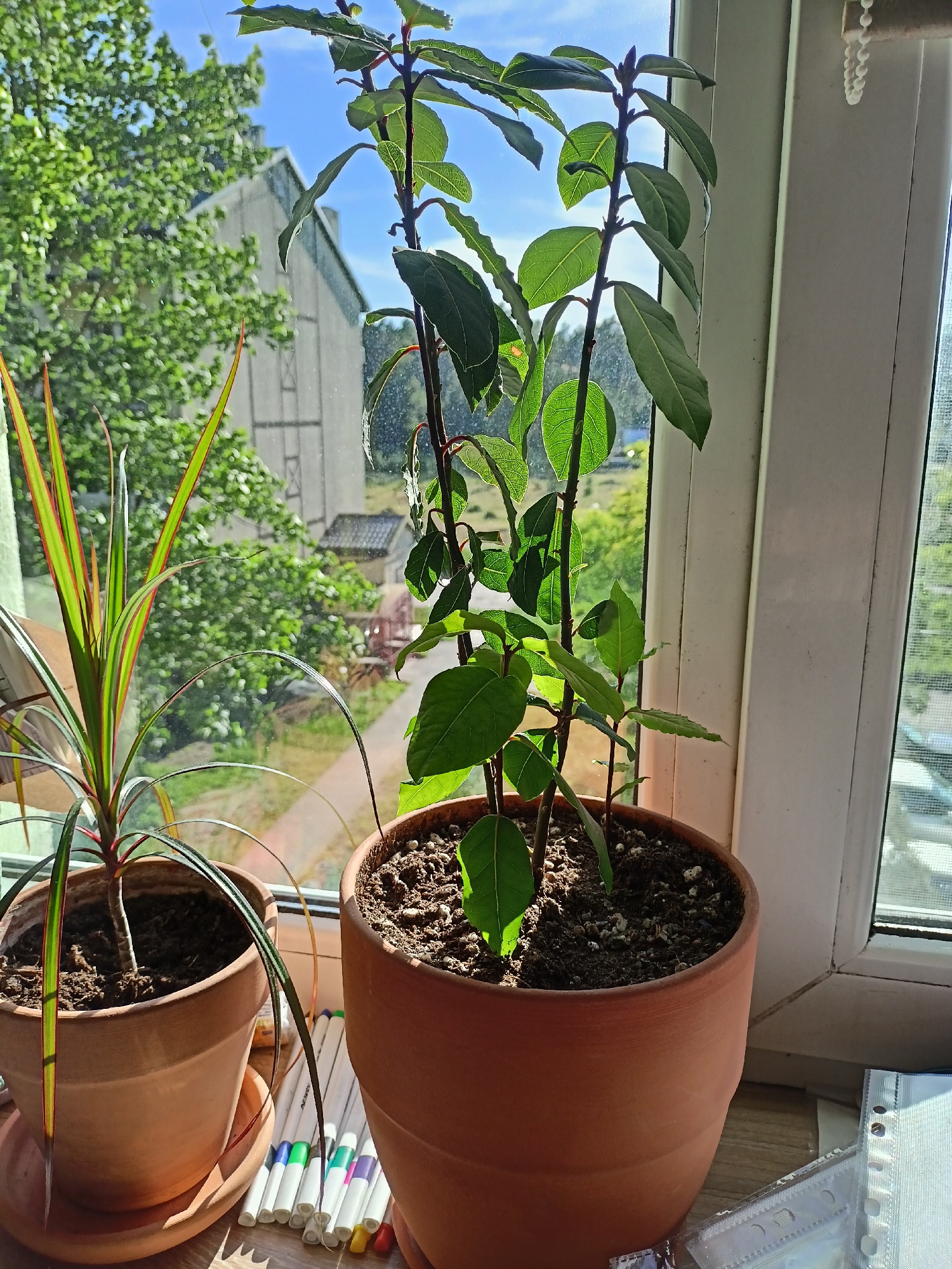 Two potted plants are on a windowsill with a view of trees, a building, and a blue sky. In the foreground to the left is a plant with long, thin leaves that are striped with green, red, and yellow. This plant is in a terracotta pot. Next to it, to the right, is a taller plant with dark green leaves and reddish stems, also in a terracotta pot. The plants appear to be indoors, by a window. There are several markers or pens on the windowsill in front of the pots, with colored caps. A white blind is partially visible at the top of the window. The overall impression is a domestic scene, possibly a home in Svetly, Russia, during the daytime. The sun is shining, casting shadows and highlighting the plants.