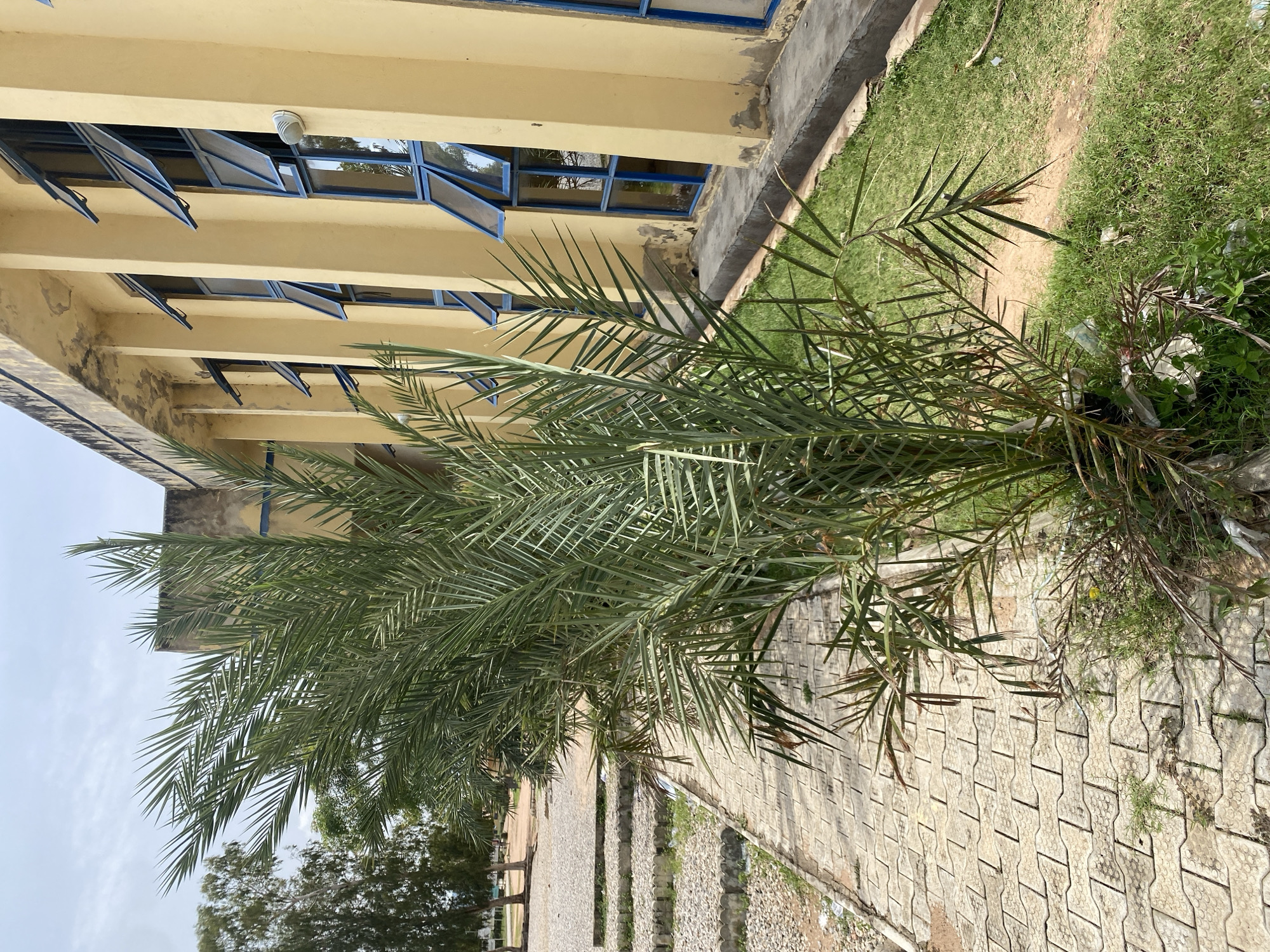 The image depicts an outdoor scene in Jalingo, Nigeria, featuring a yellow building with multiple blue-framed windows that are partially open, letting in natural light. In the foreground, a date palm tree with lush green fronds stands to the left of a paved pathway made of interlocking concrete blocks. The pathway leads away from the viewer towards a slightly elevated area with steps constructed from large stones and gravel. To the right of the pathway and the palm tree, a strip of green grass borders the building. The sky is overcast, suggesting a cloudy day. The scene appears to be situated in a public or institutional area, possibly a school or administrative complex, given the building's architecture and the manicured outdoor space, although some litter is visible near the base of the palm tree. No people are present in the image.