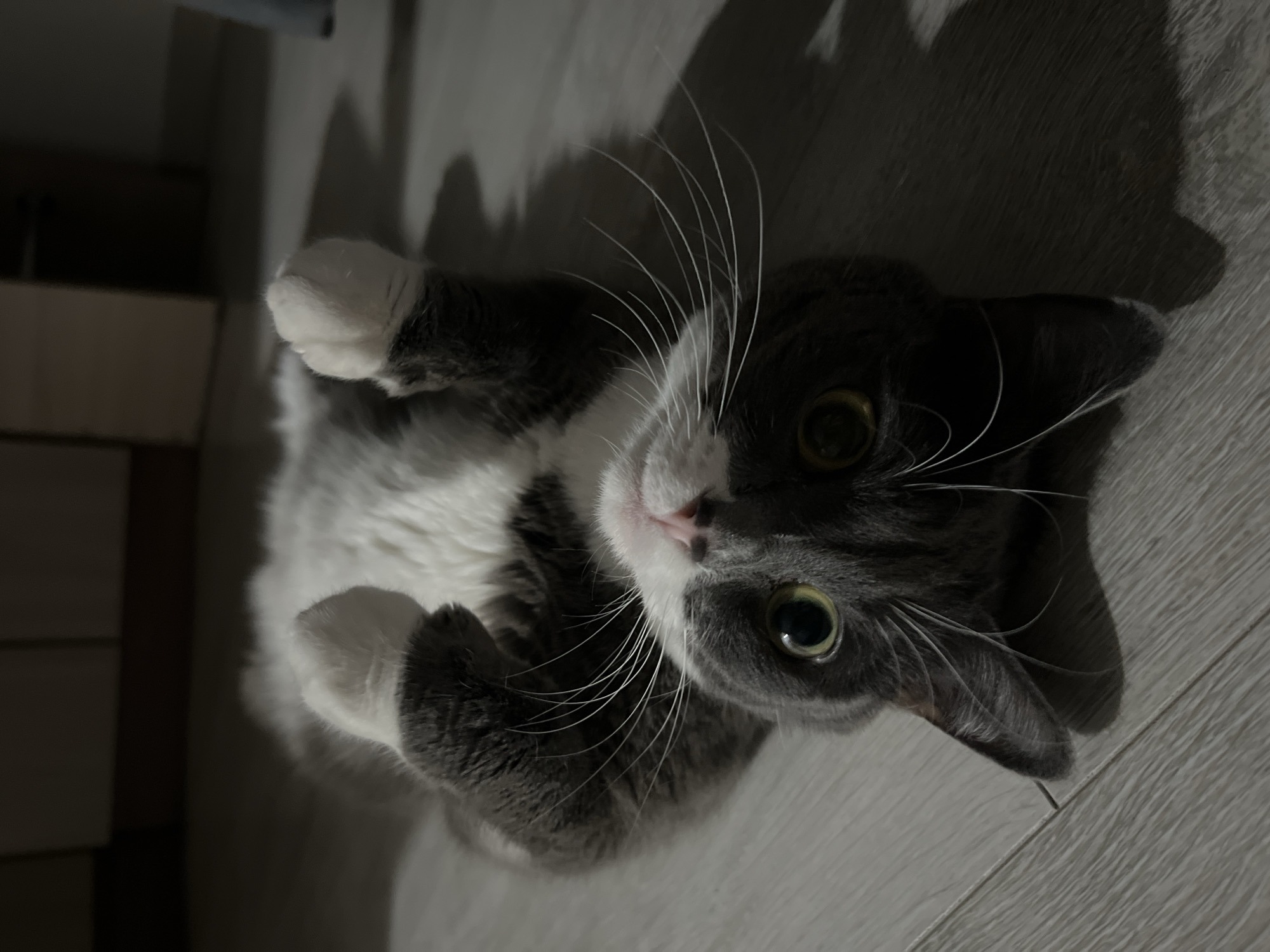 A gray and white cat lies on its back on a gray wooden floor. The cat is looking up at the camera with green eyes and a pink nose. The cat's paws are curled up near its chest. The scene is dimly lit. There is no indication of the city of Tyumen, Russia.