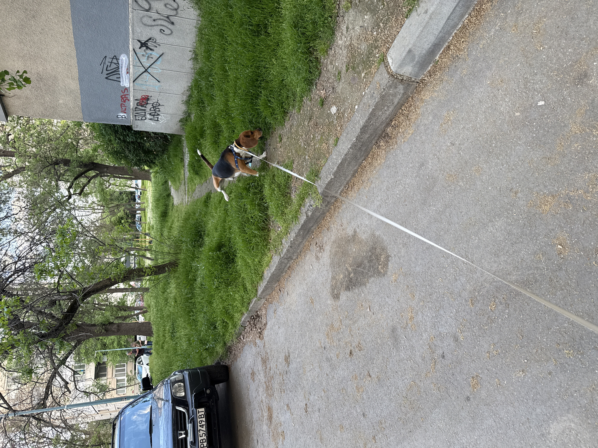 The image shows a beagle dog on a leash, pulling towards a grassy area adjacent to a sidewalk in Plovdiv, Bulgaria. The dog is primarily brown and black, with white markings on its paws. The leash is white and extends out of frame. To the left, there's a dark-colored car parked, with a Bulgarian license plate "PB 5749 BT" visible. In the background, there are trees lining a street, with buildings visible between the trees. There is graffiti on the side of the building.