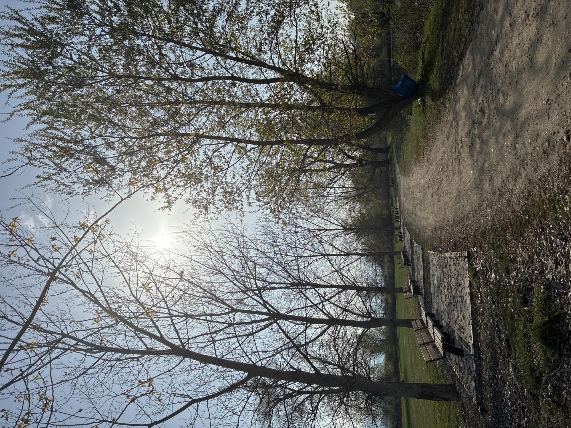 The image depicts a park scene, likely in Zlokuchene, Bulgaria. A dirt path runs along the right side of the frame, bordered by greenery. A row of wooden benches is positioned along the left side, under a line of trees. The trees are mostly bare, with some showing signs of budding leaves. The sun is visible through the branches in the top left, creating a bright glare. A blue bag or object is perched in the branches of one of the trees. The overall impression is of a quiet, natural setting.