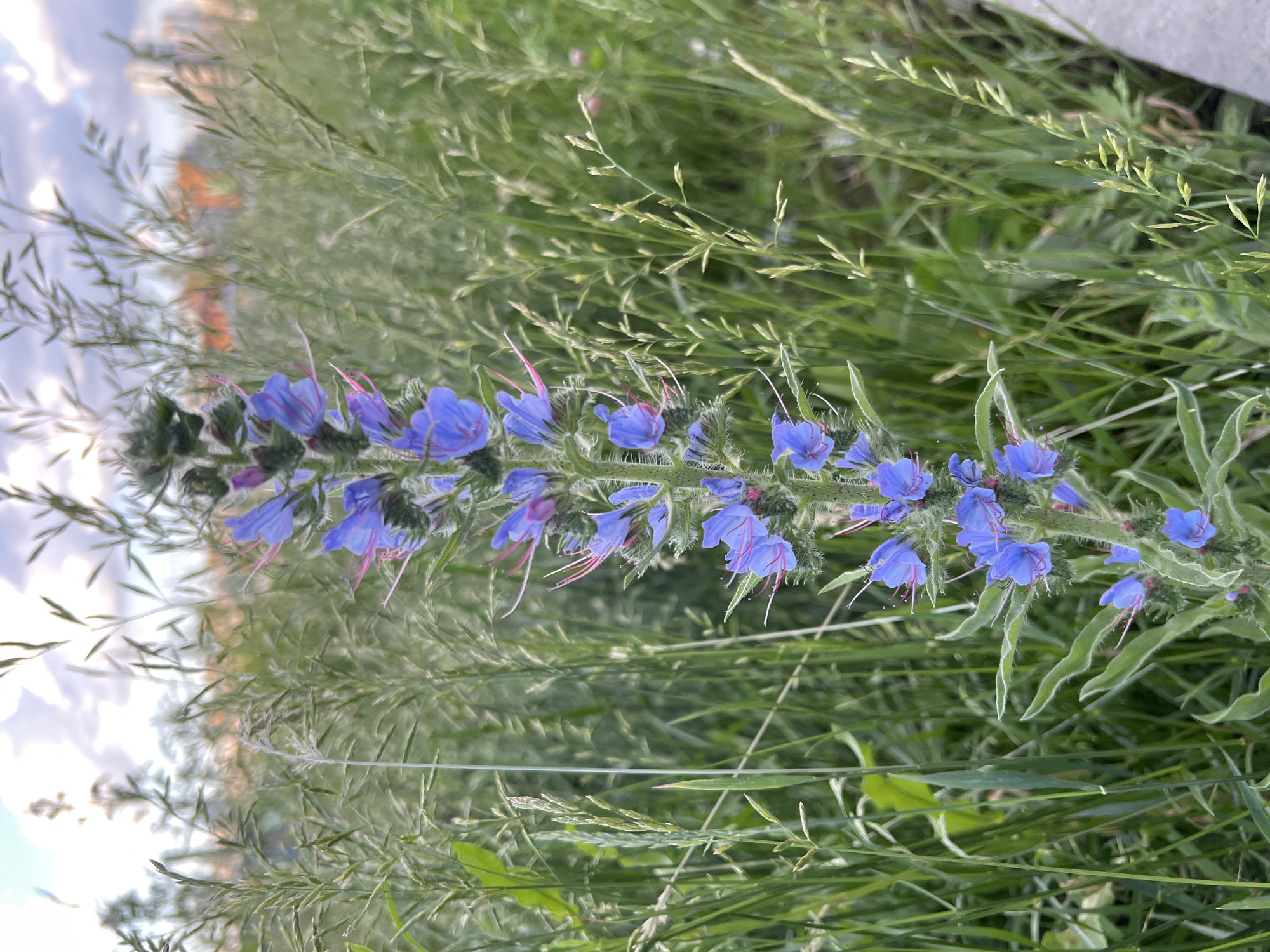 The image displays a close-up view of a tall, spiky blue flower with pink stamens, likely Viper's Bugloss (Echium vulgare), growing amidst tall green grass. The background is softly blurred, showing a hint of buildings and a cloudy sky, suggesting an urban or semi-urban environment. The lighting suggests it is daytime, possibly late afternoon or early evening, with soft, diffused light. The overall scene is naturalistic, with the flower being the clear focal point. No people or specific landmarks are identifiable within the image that would confirm a location in Yekaterinburg, Russia, or any other specific city.