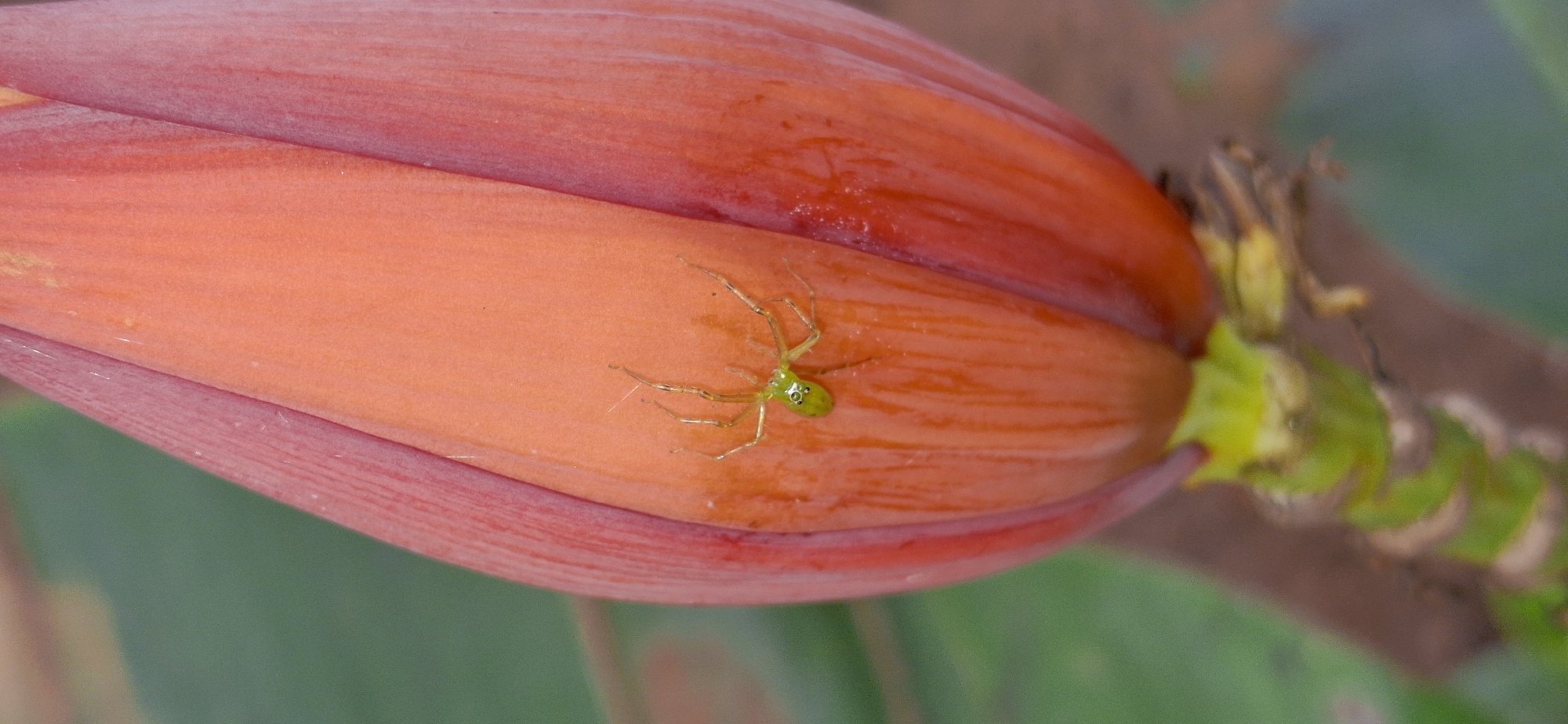 A macro shot focuses on a small, neon green spider with prominent eye spots on the orange-red surface of a banana flower bud. The spider is positioned on the right side of the bud, its legs splayed out. The bud itself is vibrant and textured, with vertical striations visible. The background is blurred, showing muted green foliage and hints of brown. The image appears to be taken outdoors in a natural environment, possibly in Vallecito, Venezuela, where such flora and fauna are common.