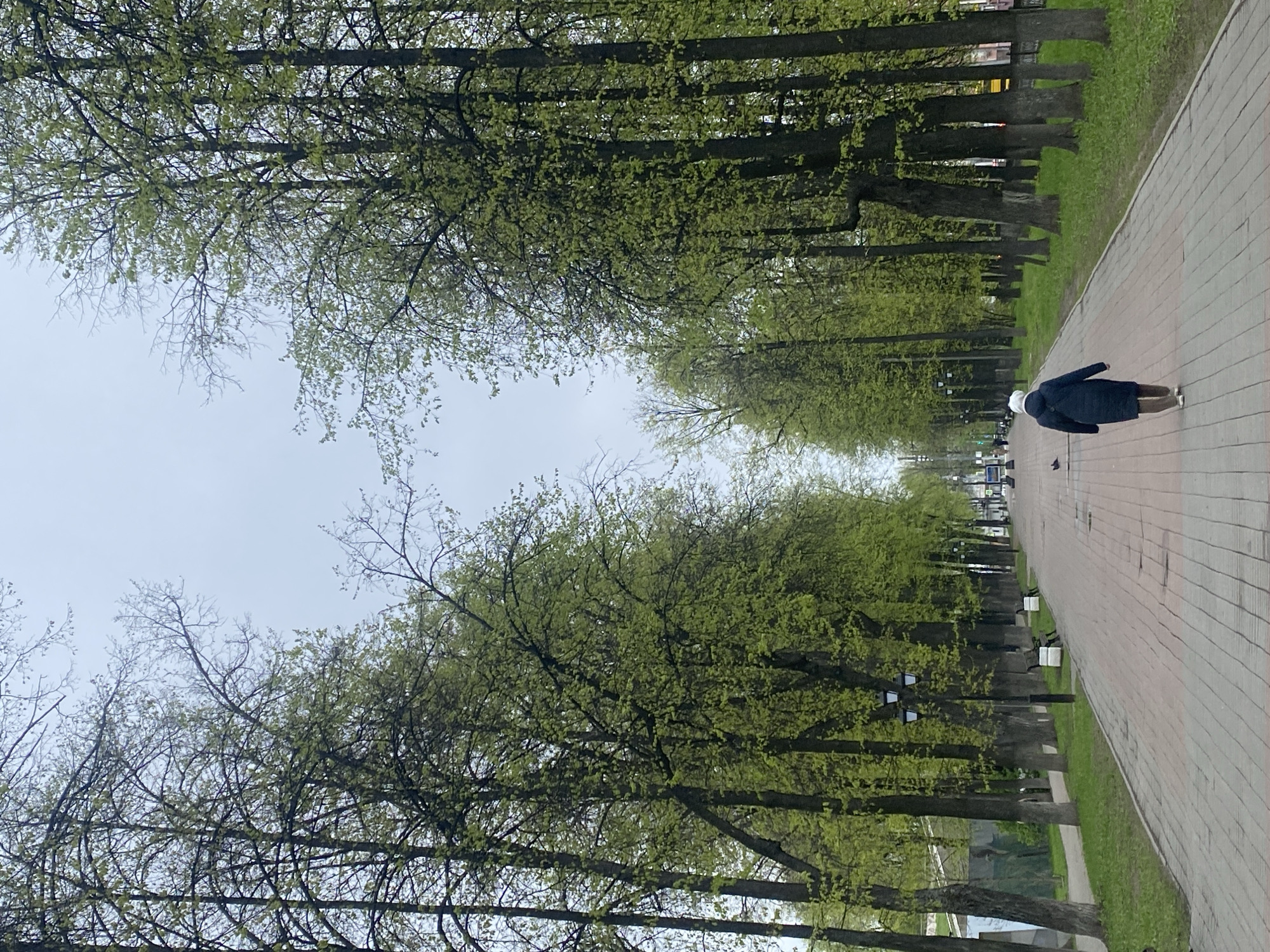 The photo shows a pedestrian walking along a brick-paved pathway in what appears to be a park or tree-lined street. Trees with fresh spring foliage are planted along both sides of the pathway, creating an arching canopy. The sky is overcast. Benches are visible along the walkway. The location is Заволжье, Russia. A person wearing dark coat is walking on the right side of the pathway.