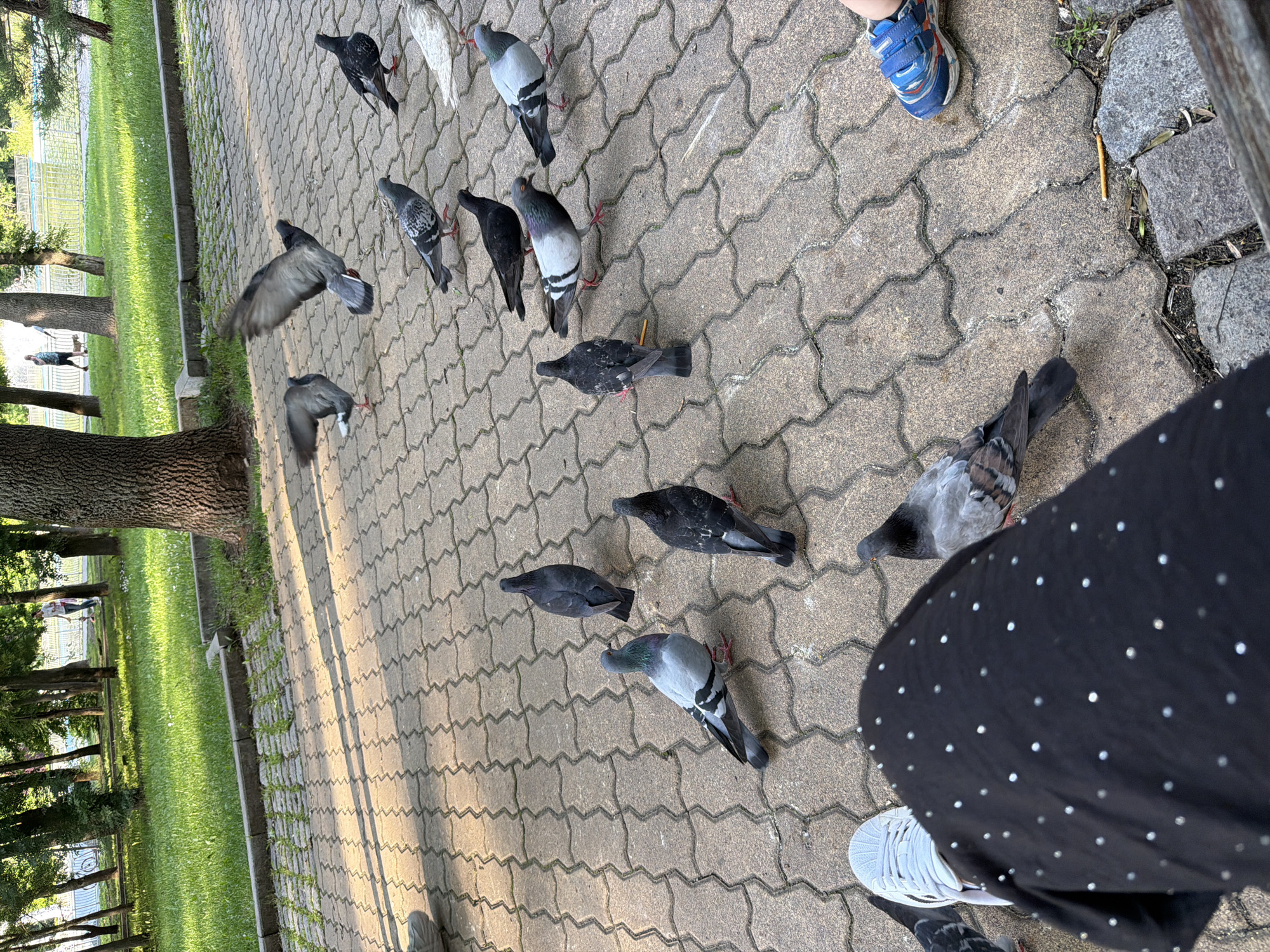 The image depicts a park scene in the city of Sofia, Bulgaria, observed from a low perspective, possibly from a seated position. The foreground features grey interlocking concrete pavers, with several pigeons scattered across the surface. Two pigeons are captured in mid-flight, wings spread, in the upper central portion of the paved area. Approximately twelve other pigeons are visible walking or standing on the ground, exhibiting various shades of grey, black, and white plumage, with some displaying iridescent neck feathers. One pigeon near the bottom right is positioned next to a discarded yellow stick-like object, resembling a pretzel.
In the immediate foreground, partial views of two individuals are present. On the left, a person's left leg is visible, clad in dark fabric with small silver reflective dots, and a white Adidas sneaker with black stripes. On the right, a child's right foot, wearing a blue, orange, and white sneaker with Velcro straps, is visible next to a dark, low-lying structure, possibly a bench or curb.
Beyond the paved area, a strip of green grass and a concrete curb separate it from a more expansive park environment. Numerous mature trees with visible trunks and green foliage populate the mid-ground and background. Sunlight illuminates the scene, casting distinct shadows on the paving from the trees and pigeons.
In the background, a large body of water, likely a lake or pond, is visible, bordered by fencing or a retaining wall. Several people are present in the distance: one individual walks on the left near a bicycle, another is visible further right walking a small brown dog on a leash, and a third person in a white top and dark pants is faintly visible near the water's edge. The overall environment suggests a public recreational park on a clear, sunny day.