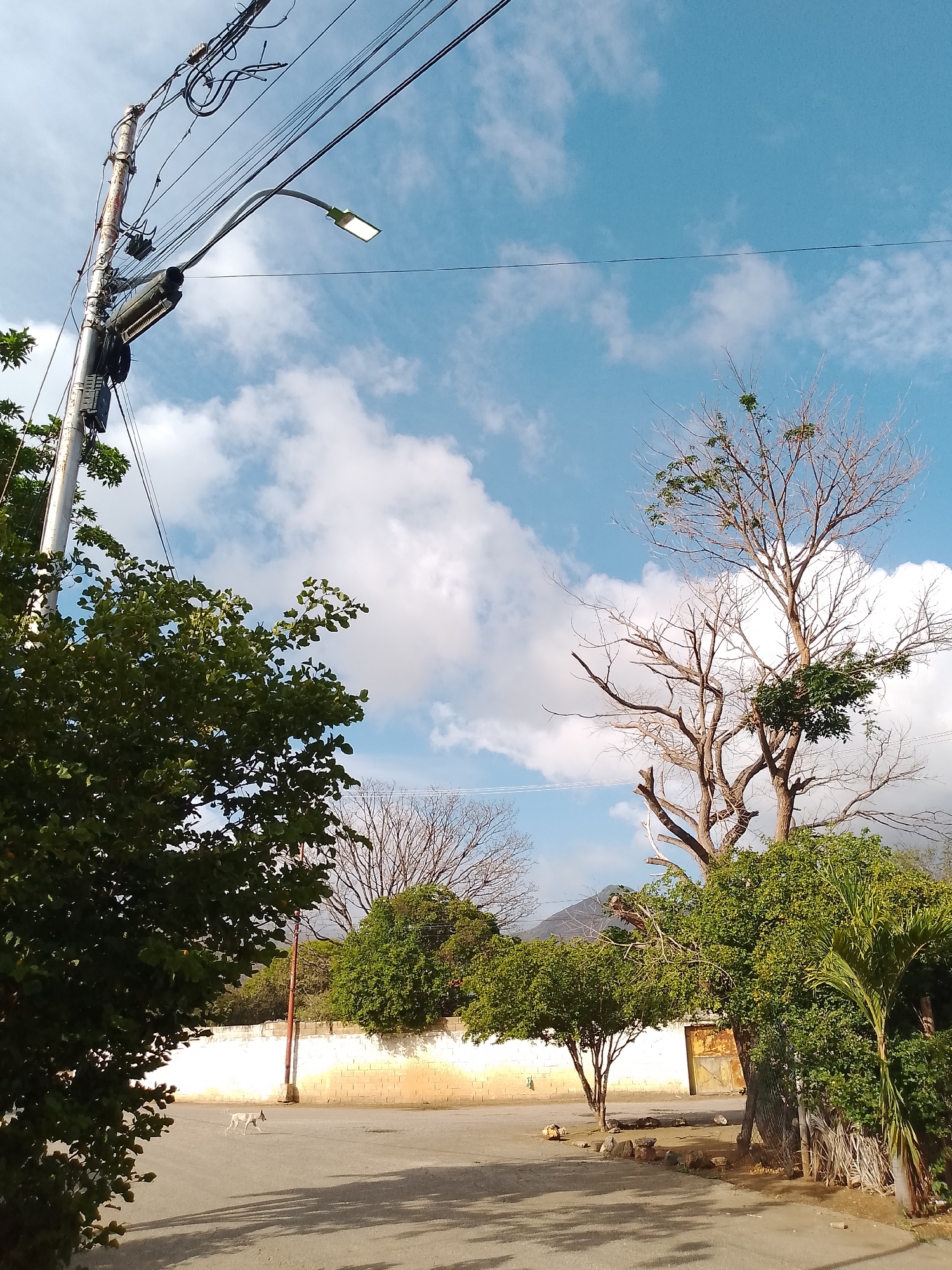 This image captures a street scene in Altagracia, Venezuela, under a partly cloudy blue sky. A power pole with numerous wires and a street lamp is prominent on the left. Dense green foliage from a tree obscures part of the pole and the sky on the left side of the frame. In the mid-ground, a light-colored wall runs horizontally across the image, with various trees and vegetation in front and behind it. One bare-branched tree with some green foliage on its upper limbs stands out in the center-right. A small white and brown dog is walking on the asphalt road in the lower left quadrant of the image. Shadows of trees are cast on the road, suggesting the sun is to the right and slightly behind the viewer. In the background, a mountain is visible on the horizon, partially obscured by trees. The overall environment appears to be a somewhat rural or suburban area.